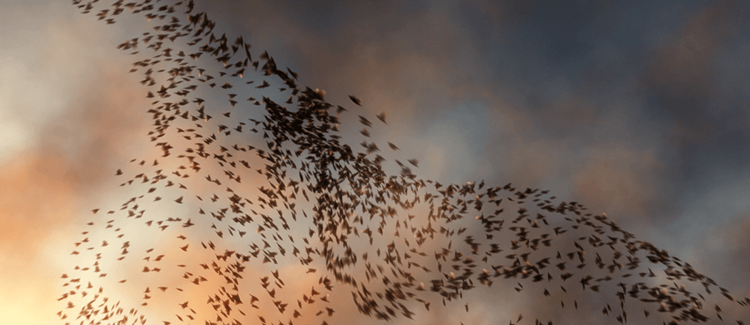 A flock of birds against a sunset sky by Jean-Marie Marbach