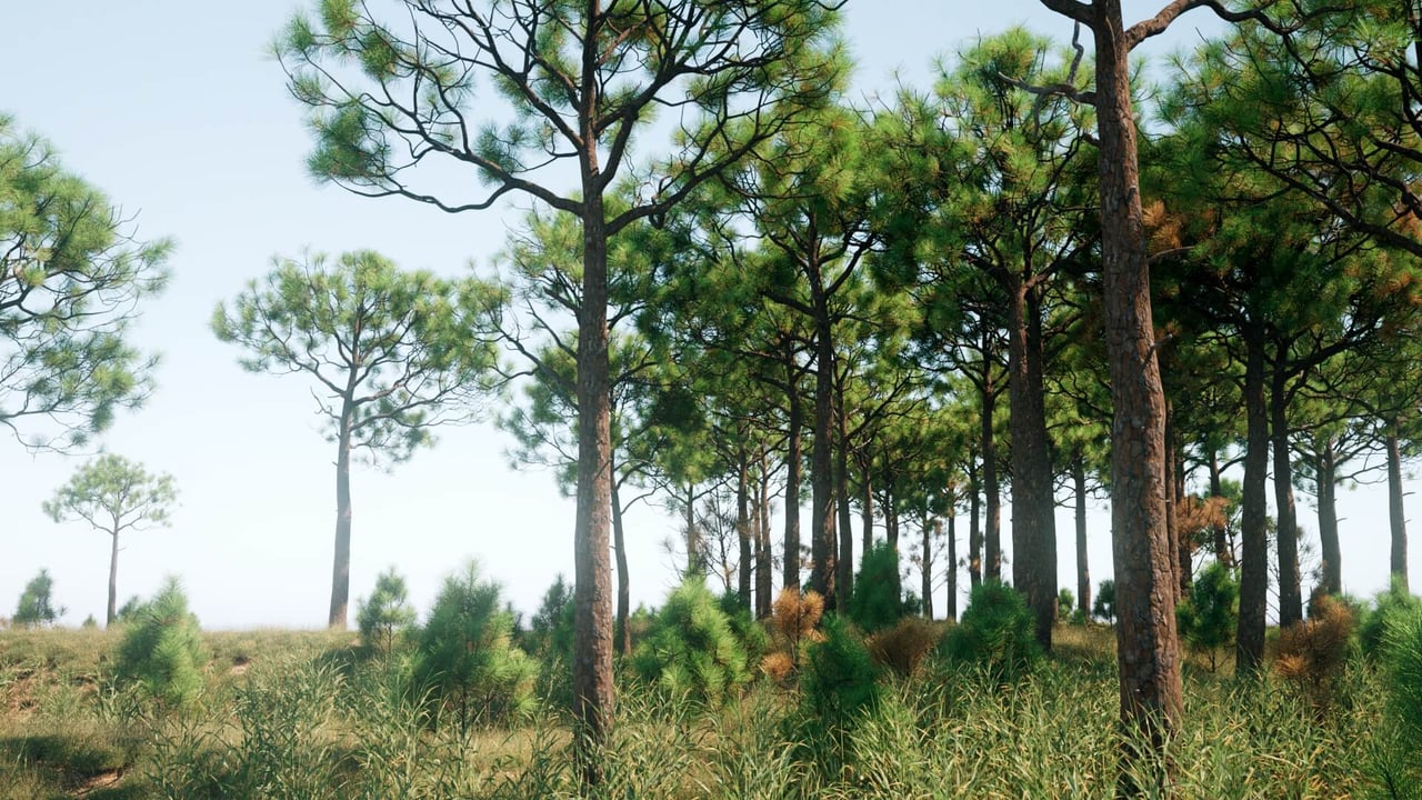 Pinus Elliottii scene render blog