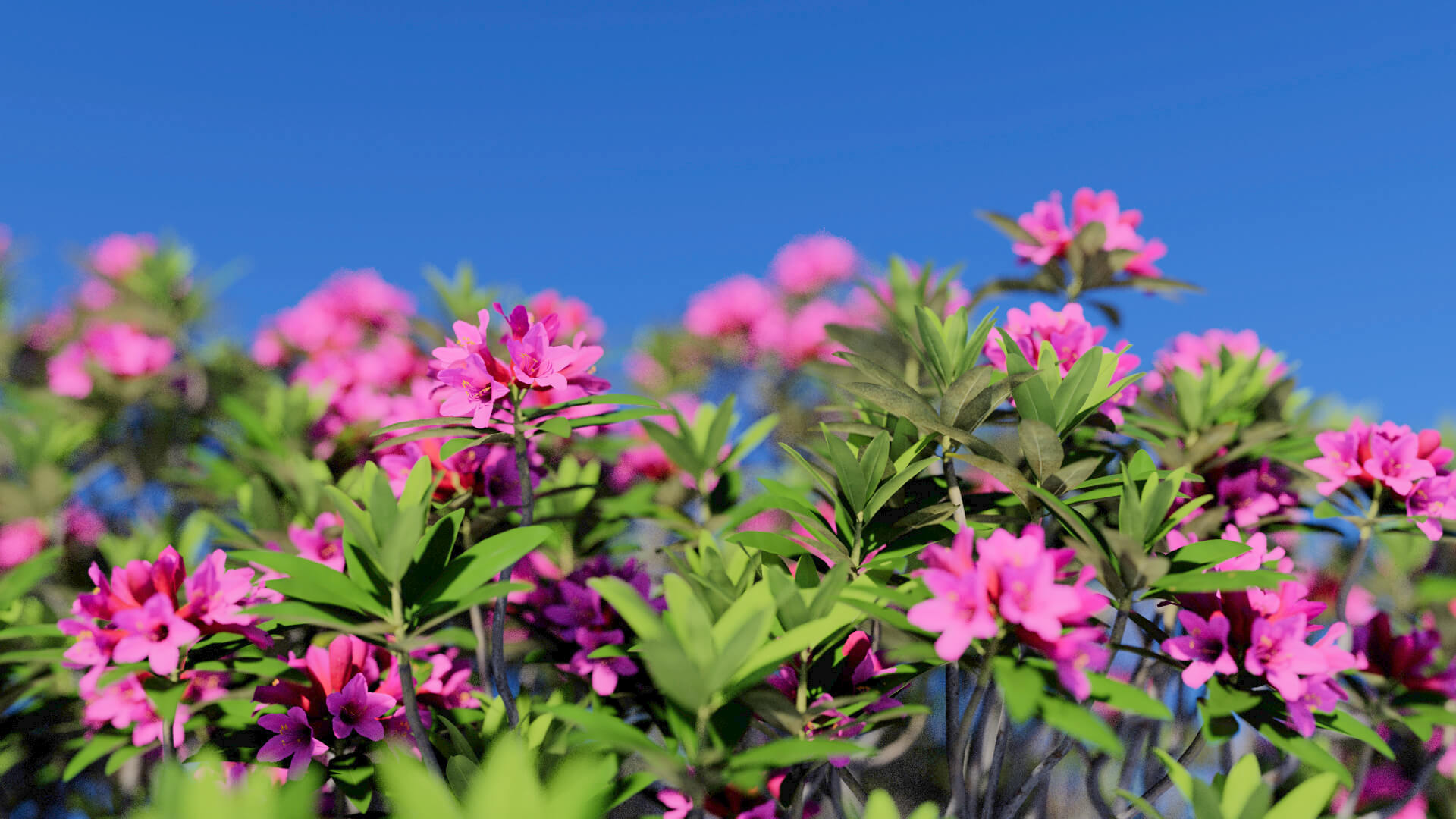 3D model of the Alpenrose Rhododendron ferrugineum close-up