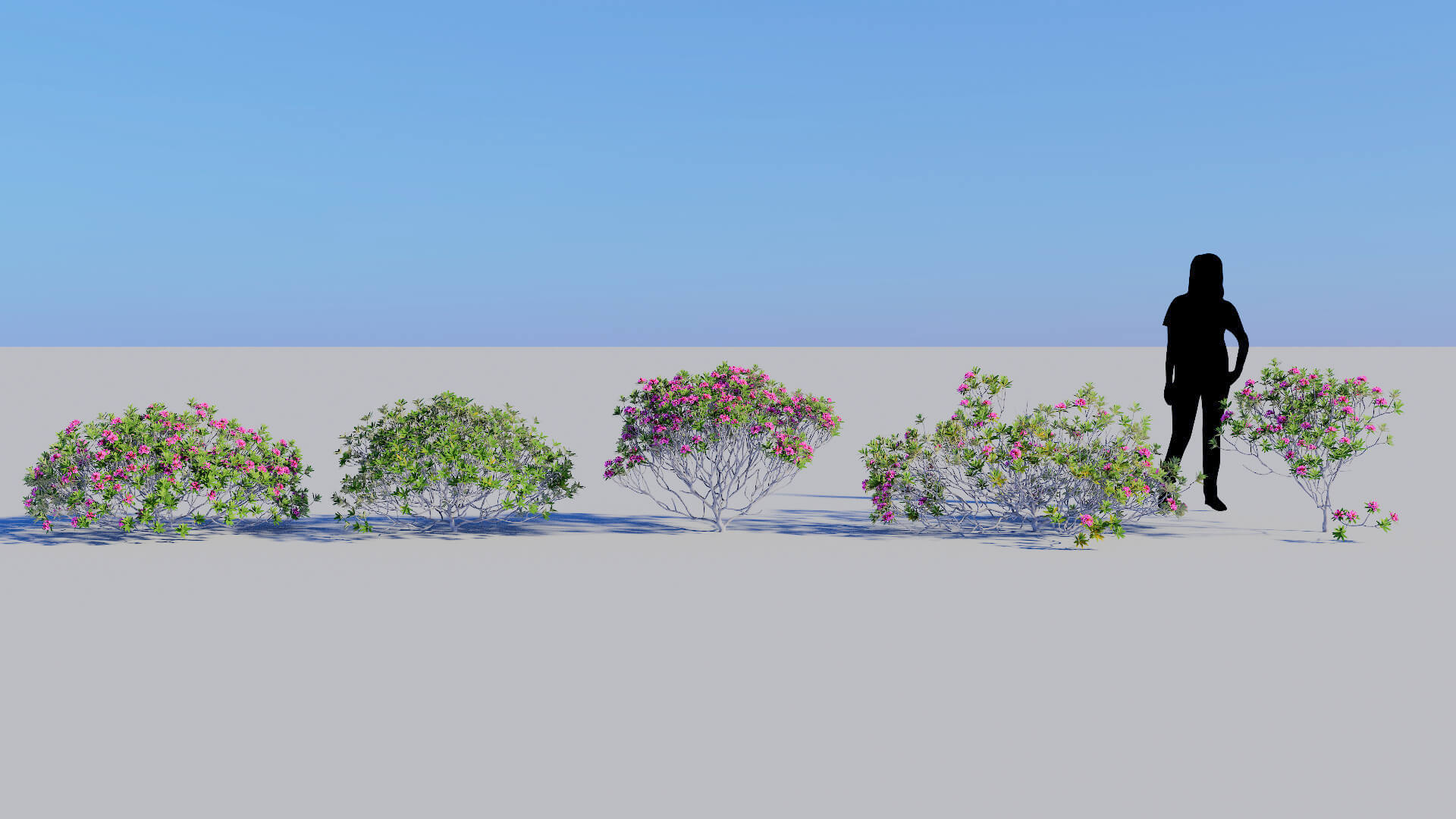 3D model of the Alpenrose Rhododendron ferrugineum