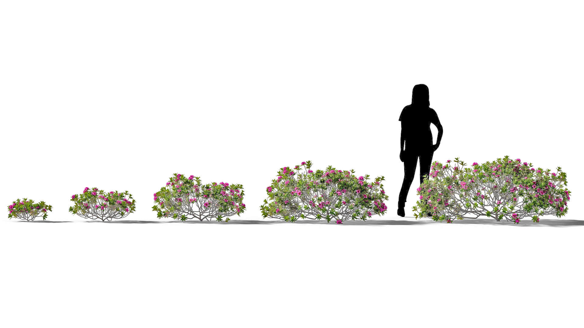3D model of the Alpenrose Rhododendron ferrugineum maturity variations