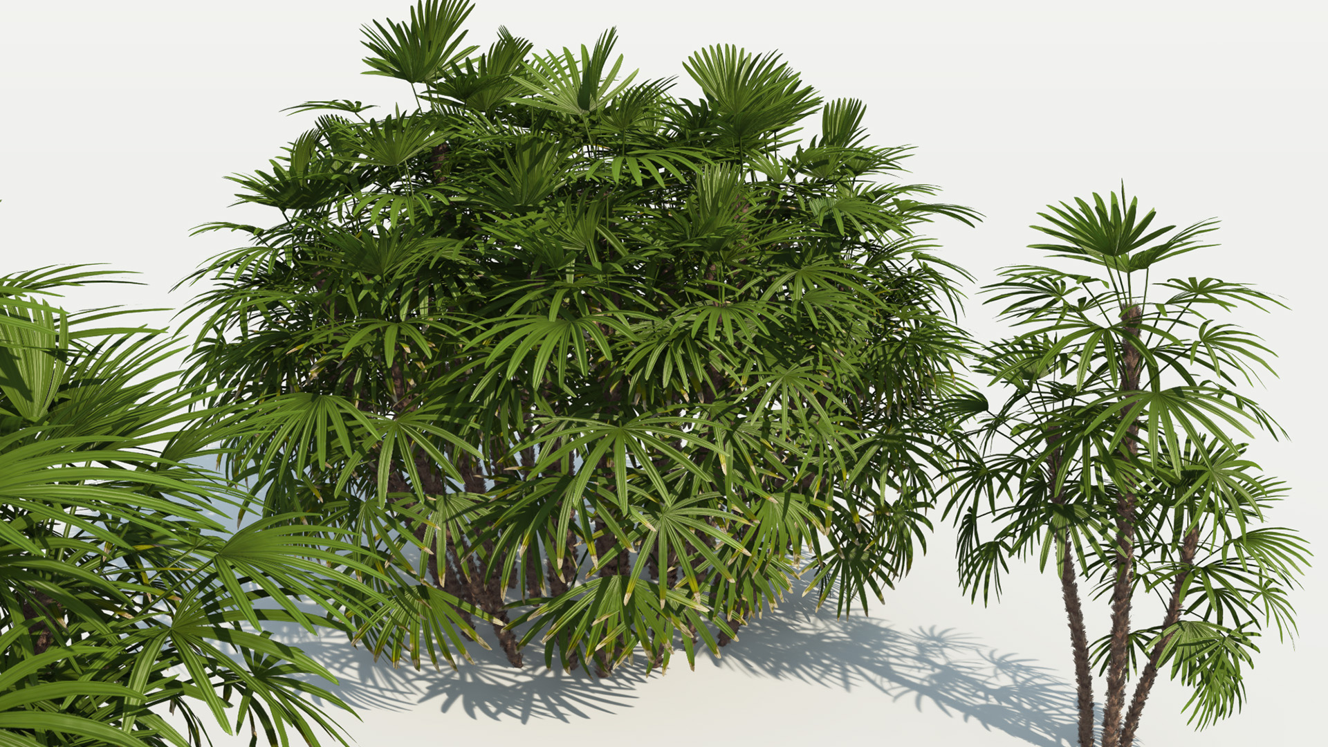 3D model of the Bamboo palm Rhapis excelsa