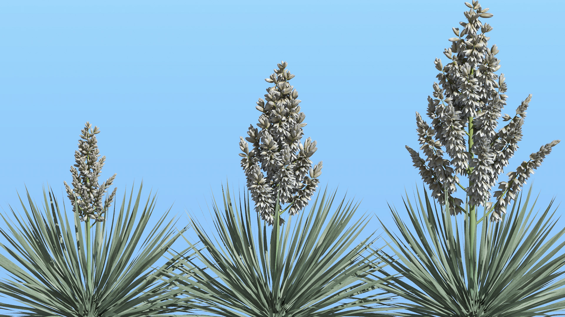 3D model of the Beaked yucca Yucca rostrata