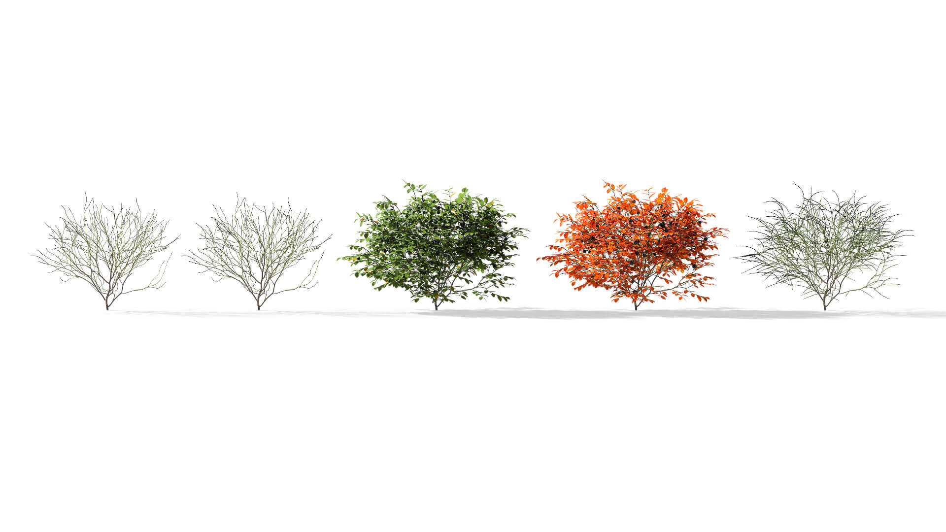 3D model of the Bilberry Vaccinium myrtillus season variations