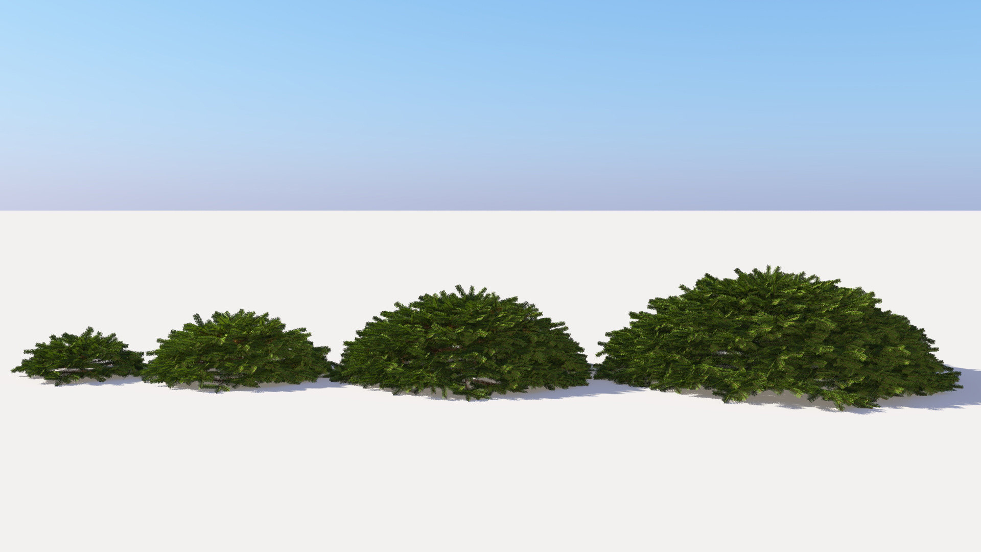 3D model of the Birds Nest spruce Picea abies 'Nidiformis'