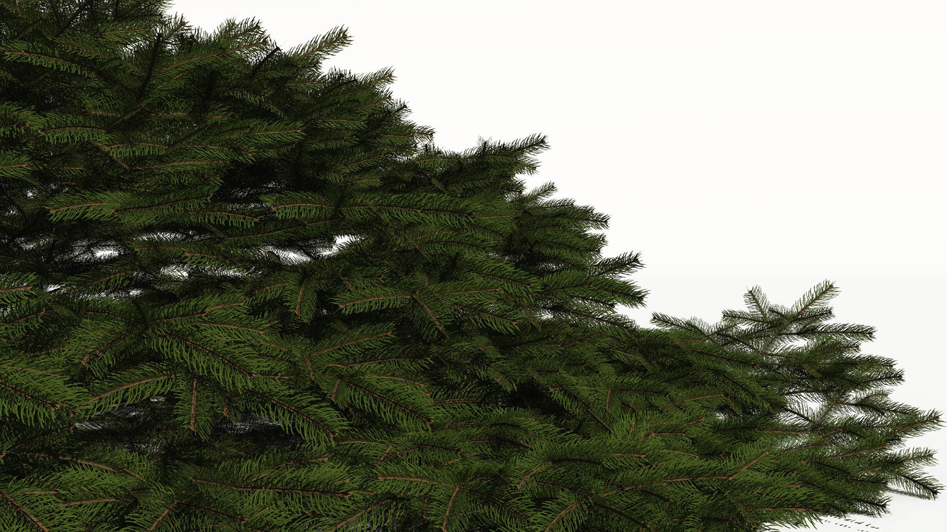 3D model of the Birds Nest spruce Picea abies 'Nidiformis'