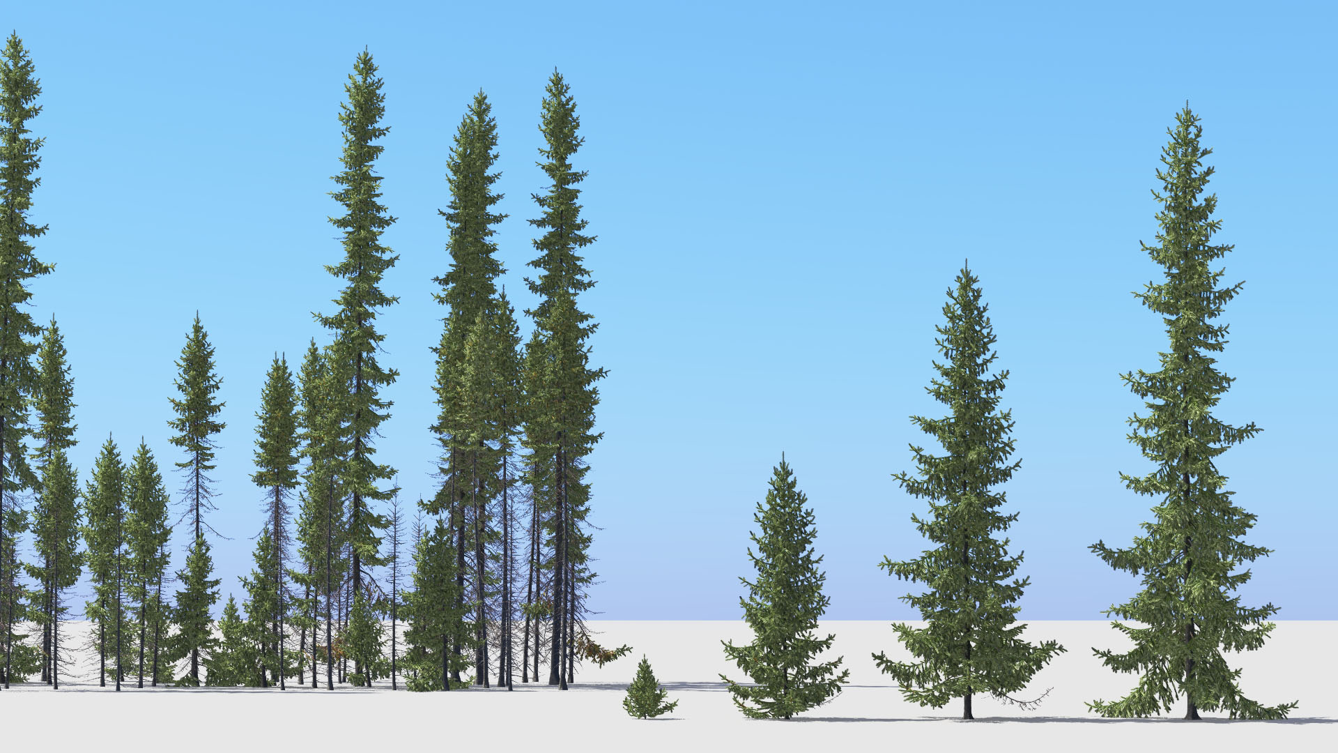 3D model of the Black spruce Picea mariana