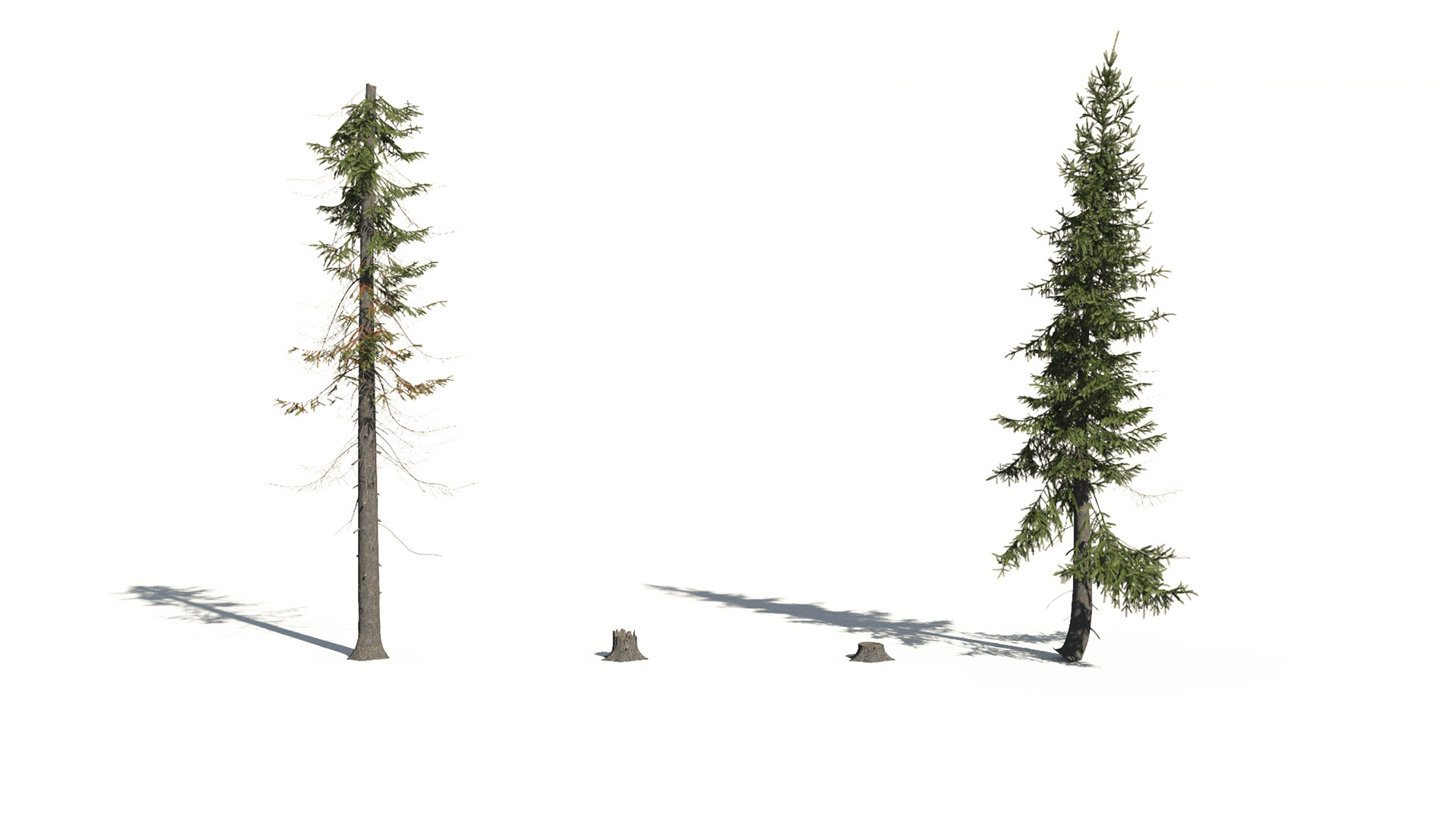 3D model of the Black spruce Picea mariana