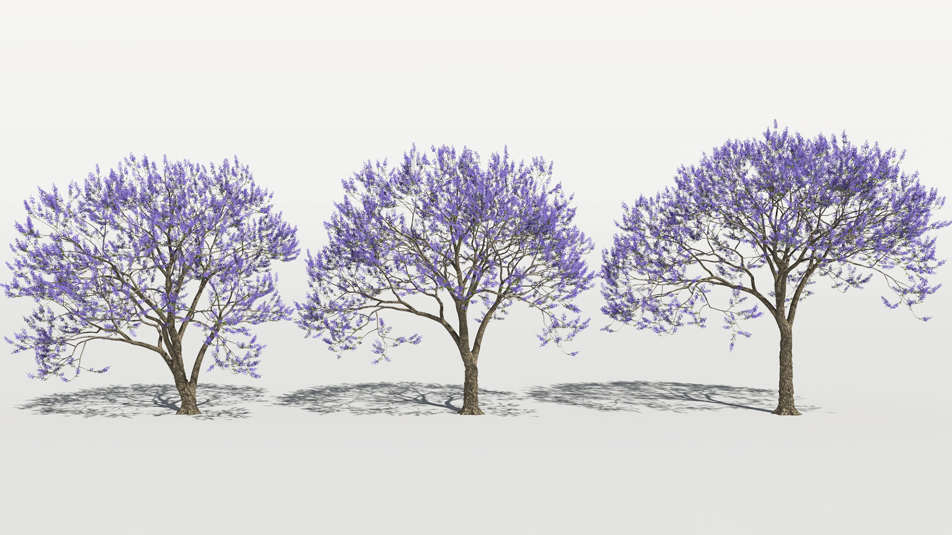 3D model of the Blue jacaranda Jacaranda mimosifolia
