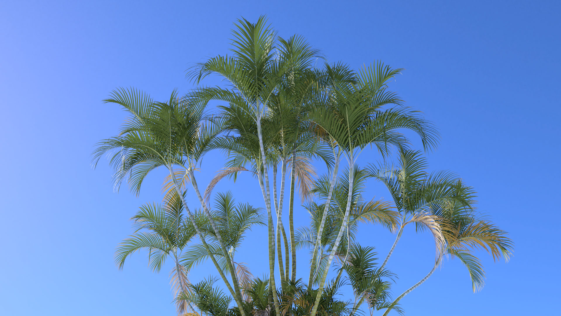 3D model of the Butterfly palm Dypsis lutescens close-up