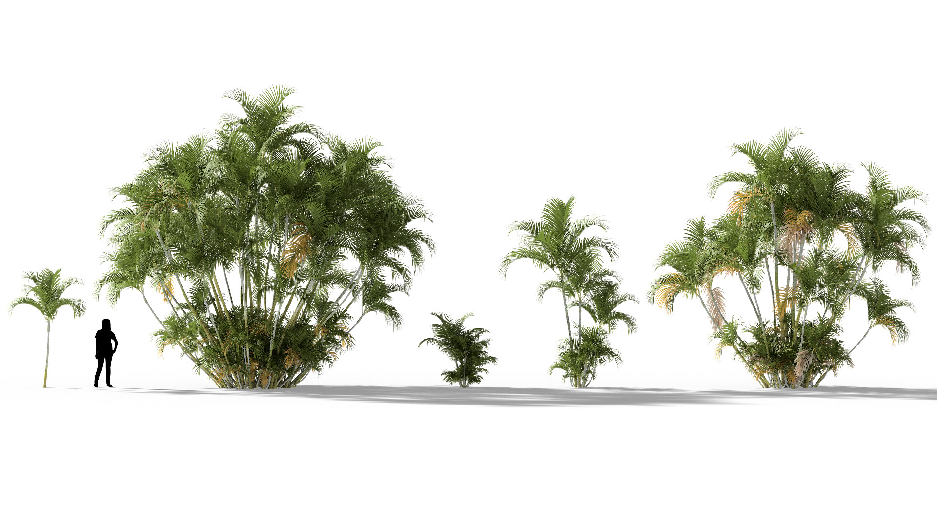 3D model of the Butterfly palm Dypsis lutescens different presets