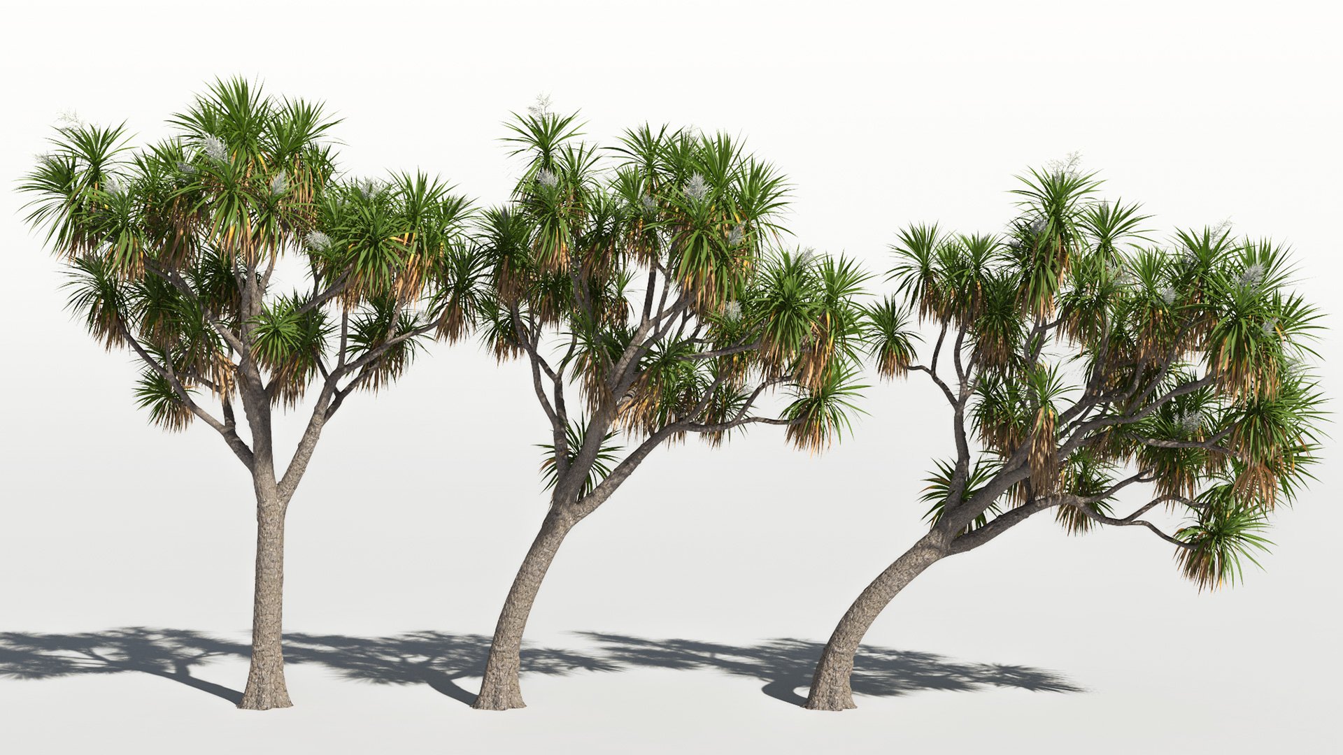 3D model of the Cabbage tree Cordyline australis