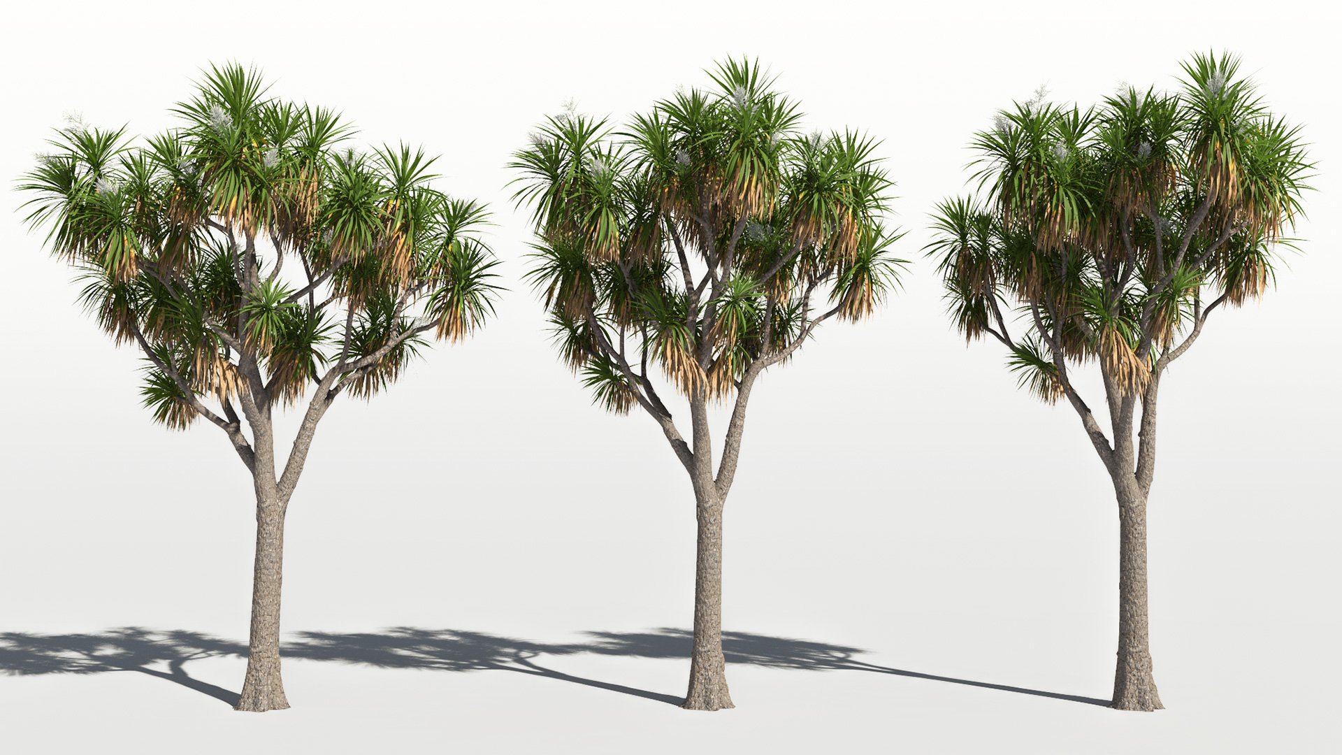 3D model of the Cabbage tree Cordyline australis