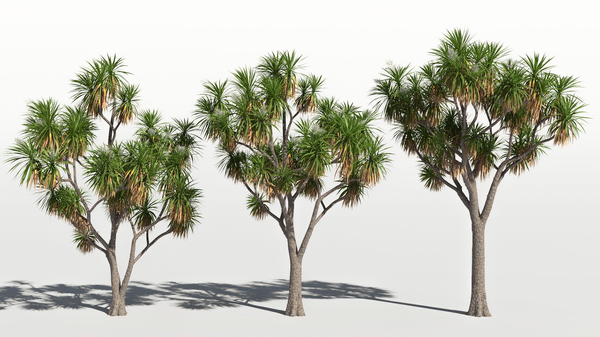 3D model of the Cabbage tree Cordyline australis different presets