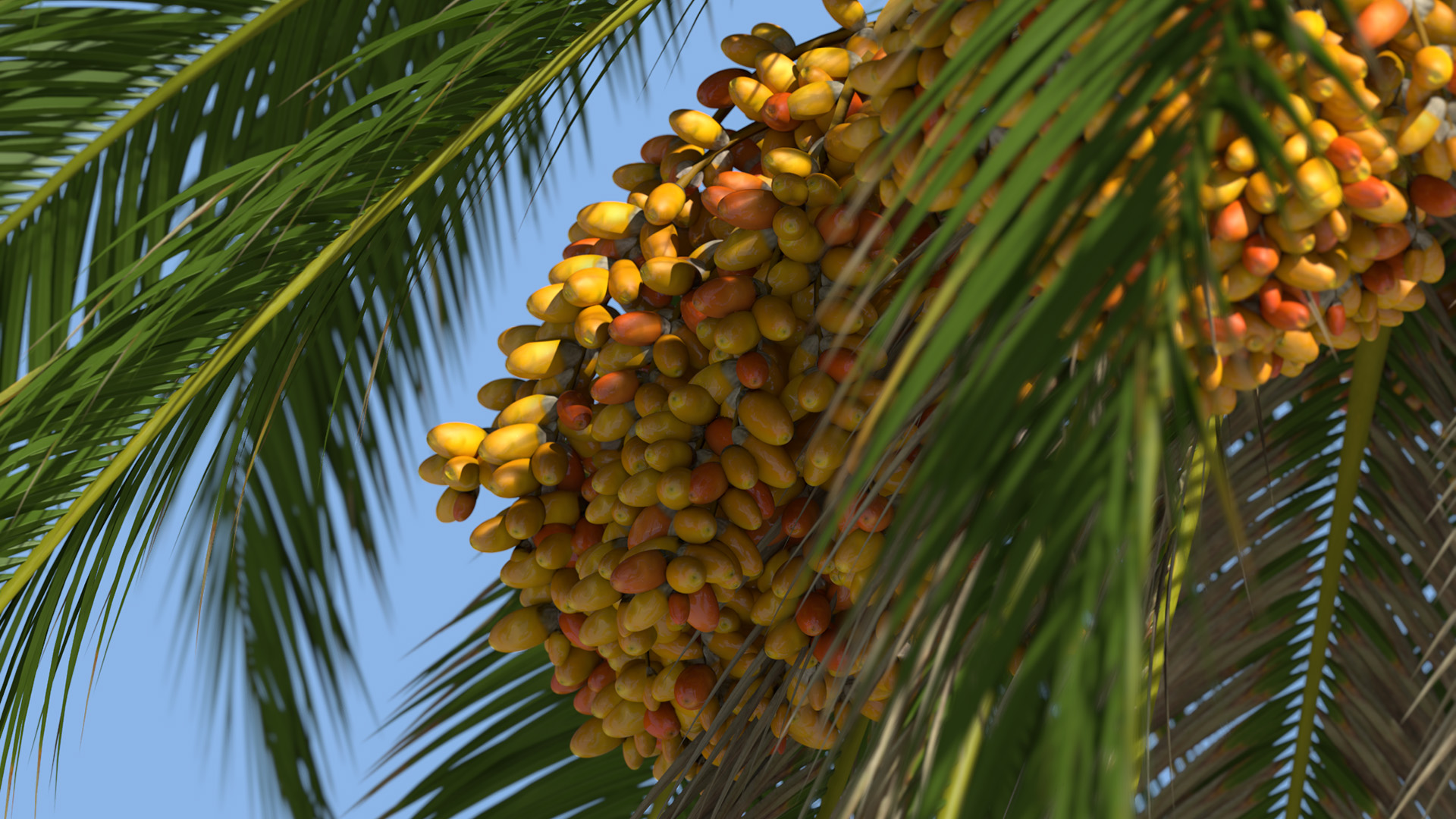 3D model of the Canary Island date palm Phoenix canariensis