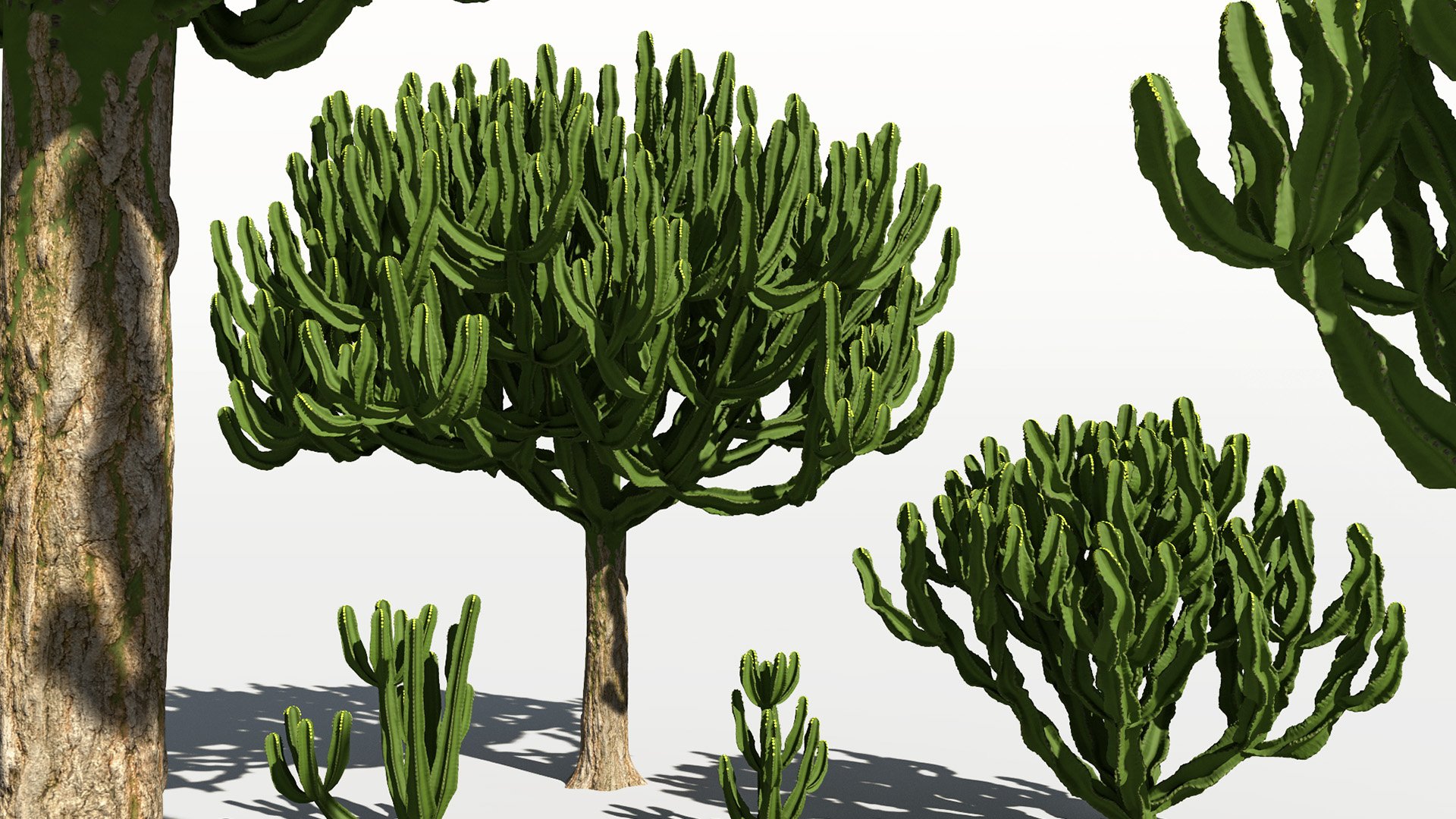 3D model of the Candelabra tree Euphorbia candelabrum different presets