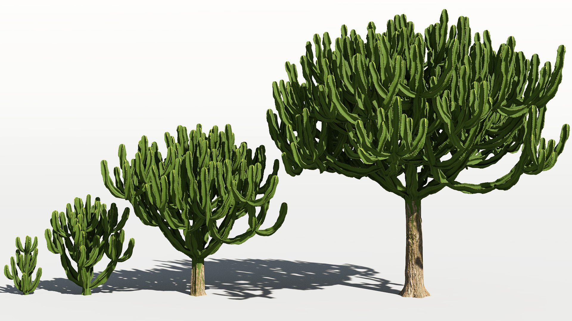 3D model of the Candelabra tree Euphorbia candelabrum maturity variations