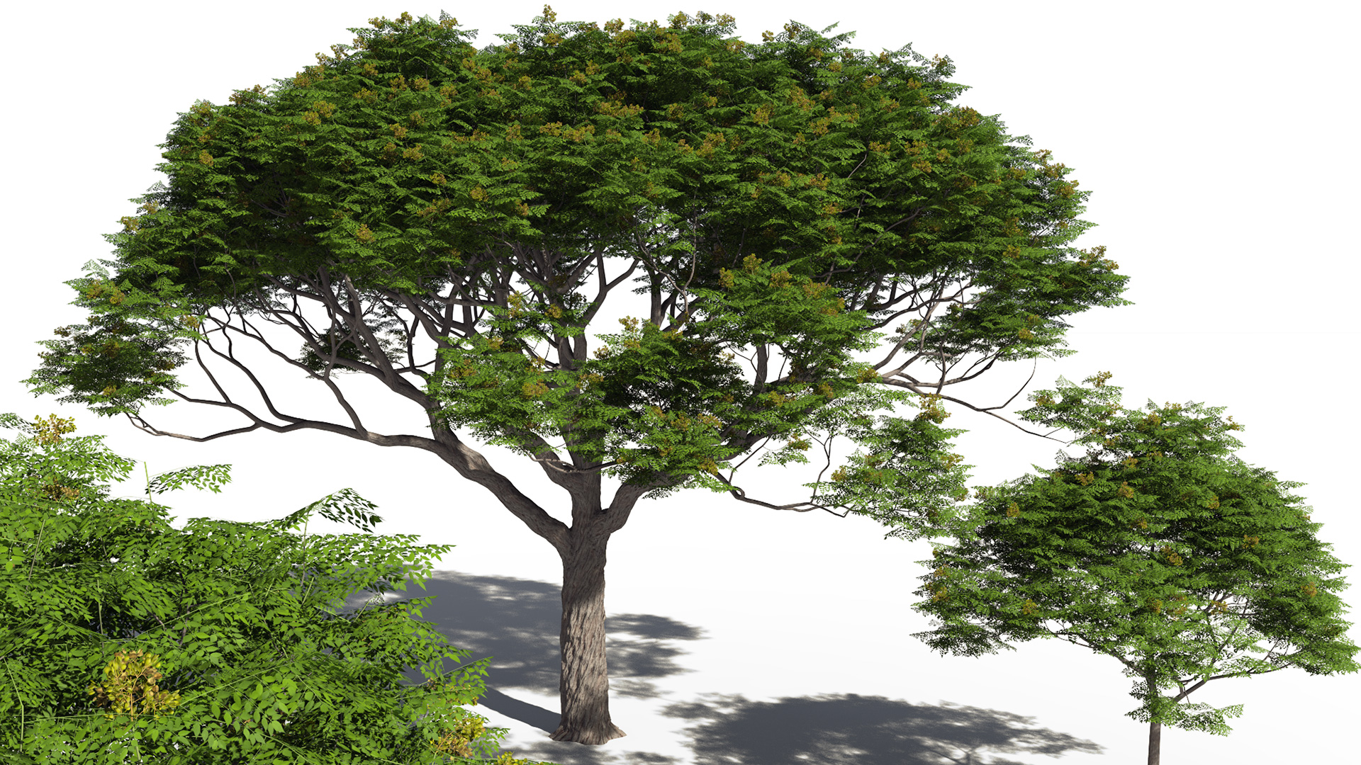 3D model of the Chinaberry tree Melia azedarach