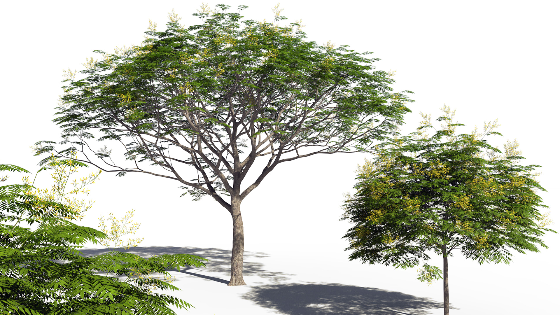 3D model of the Chinese flame tree Koelreuteria bipinnata