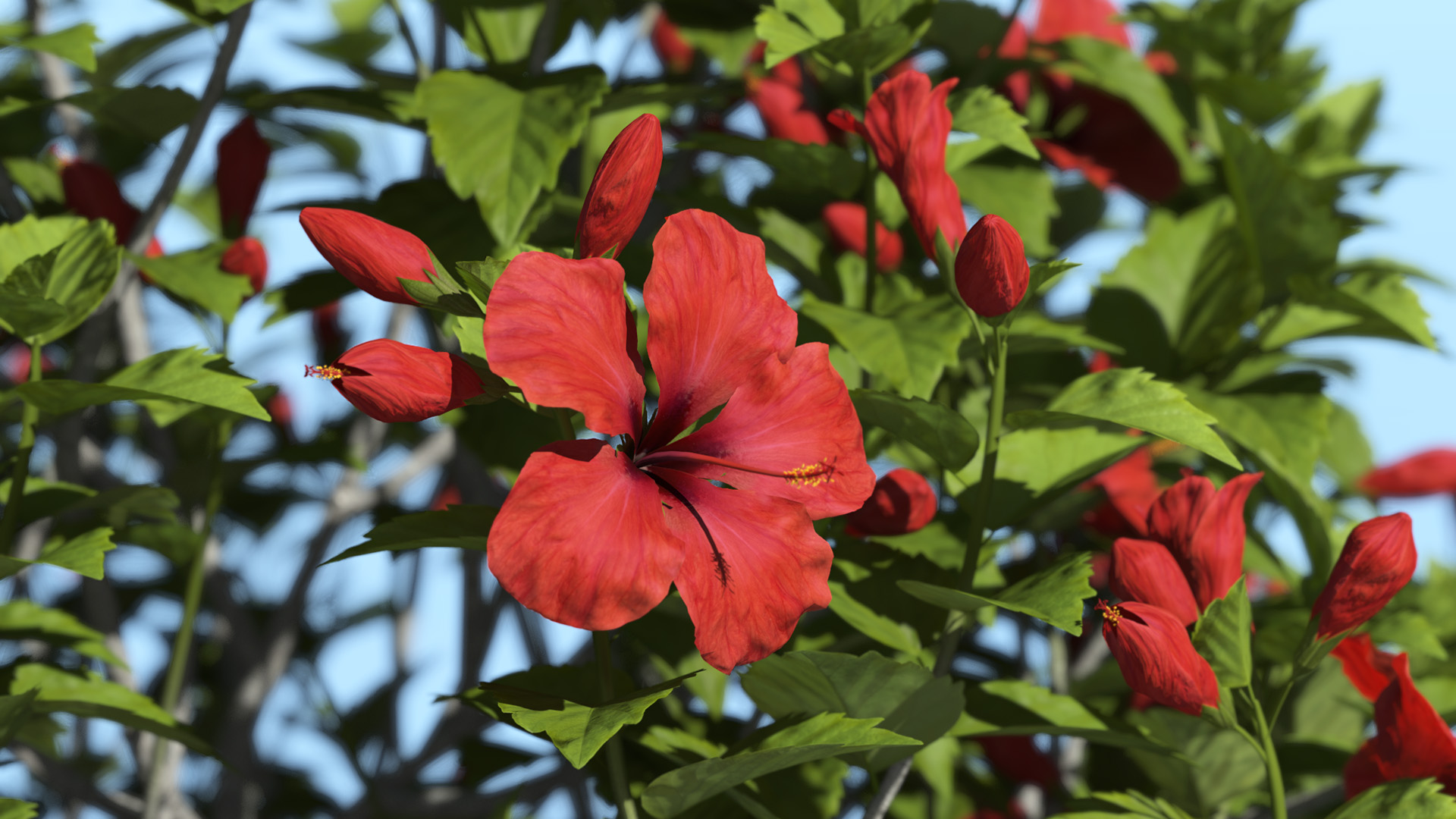 3D model of the Chinese hibiscus Hibiscus rosa-sinensis