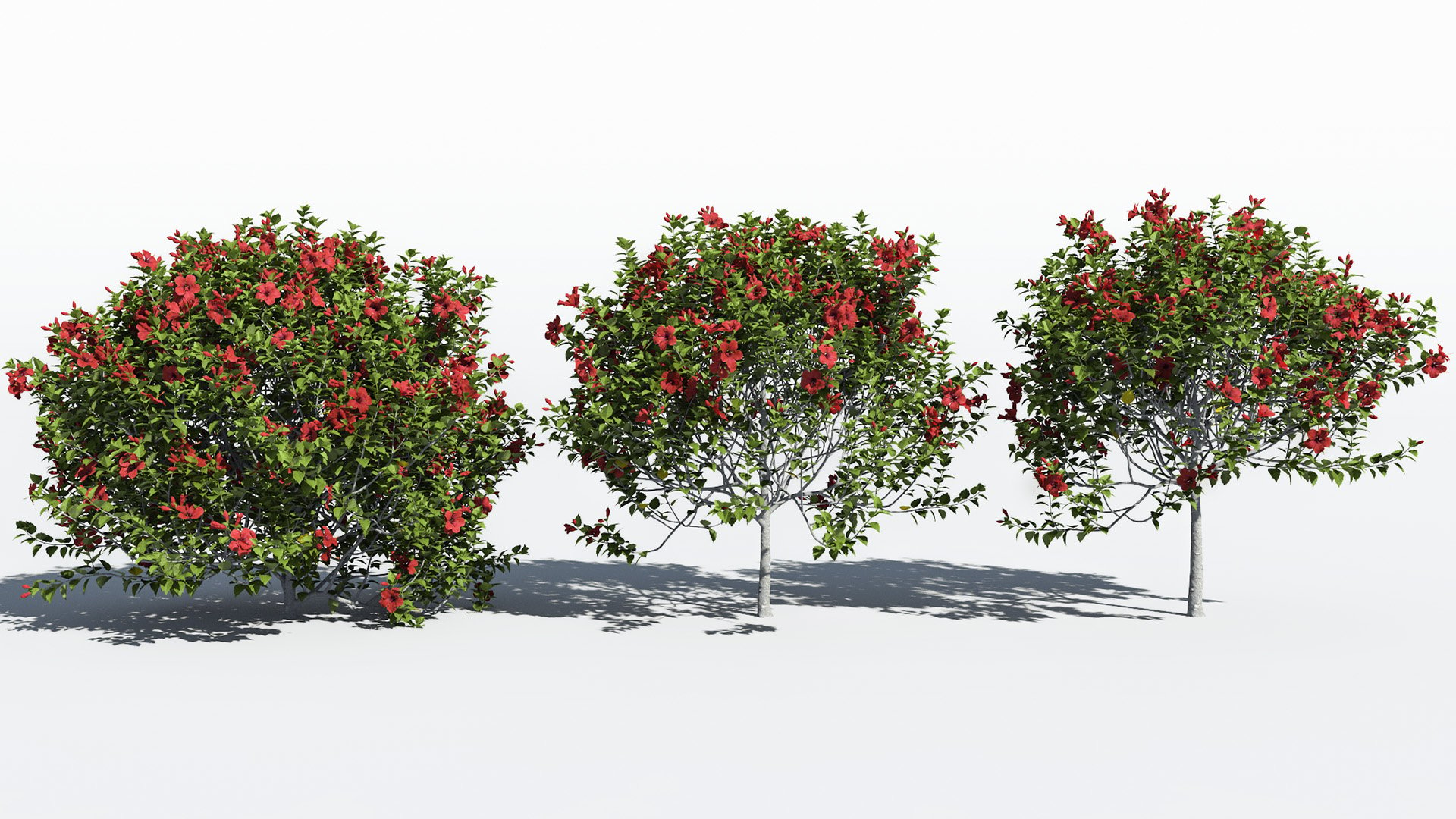 3D model of the Chinese hibiscus Hibiscus rosa-sinensis
