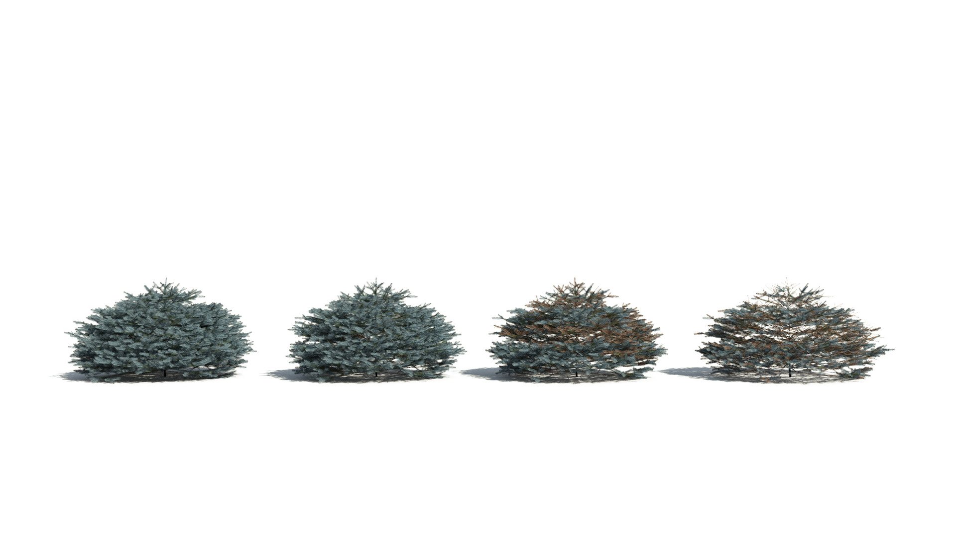 3D model of the Colorado Blue spruce Glauca Globosa Picea pungens 'Glauca Globosa' health variations