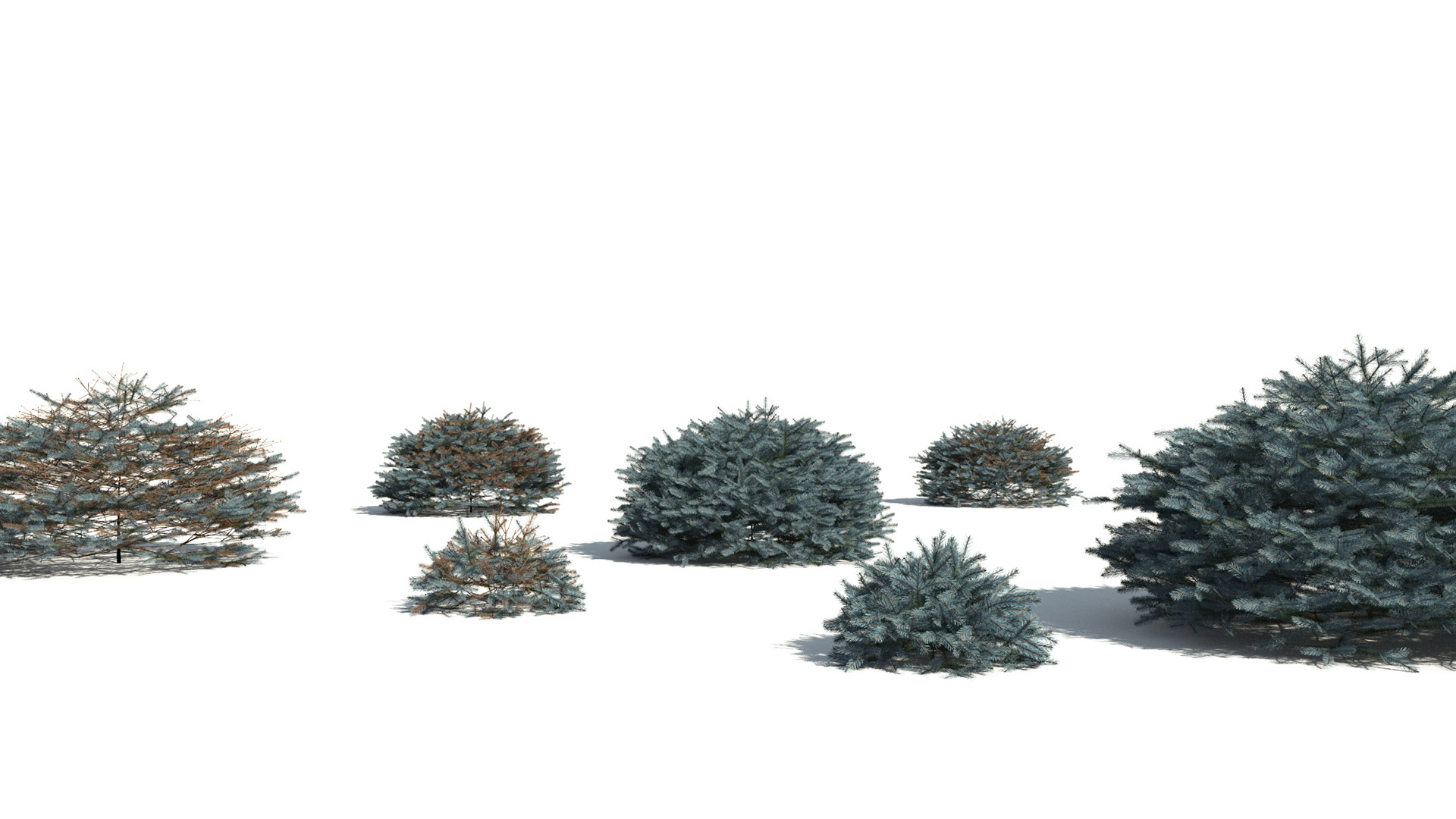 3D model of the Colorado Blue spruce Glauca Globosa Picea pungens 'Glauca Globosa' different presets