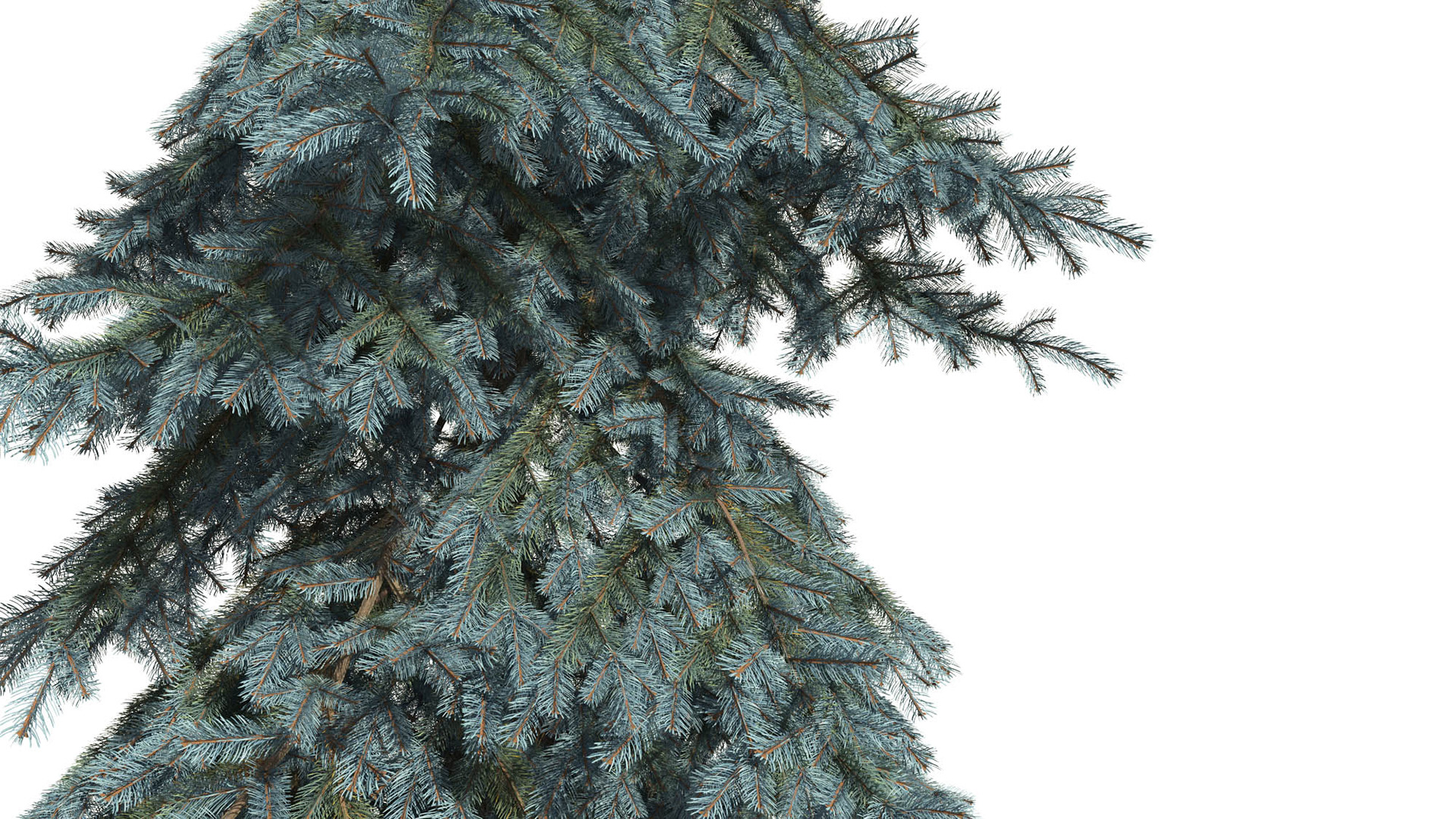3D model of the Colorado Blue spruce Koster Picea pungens 