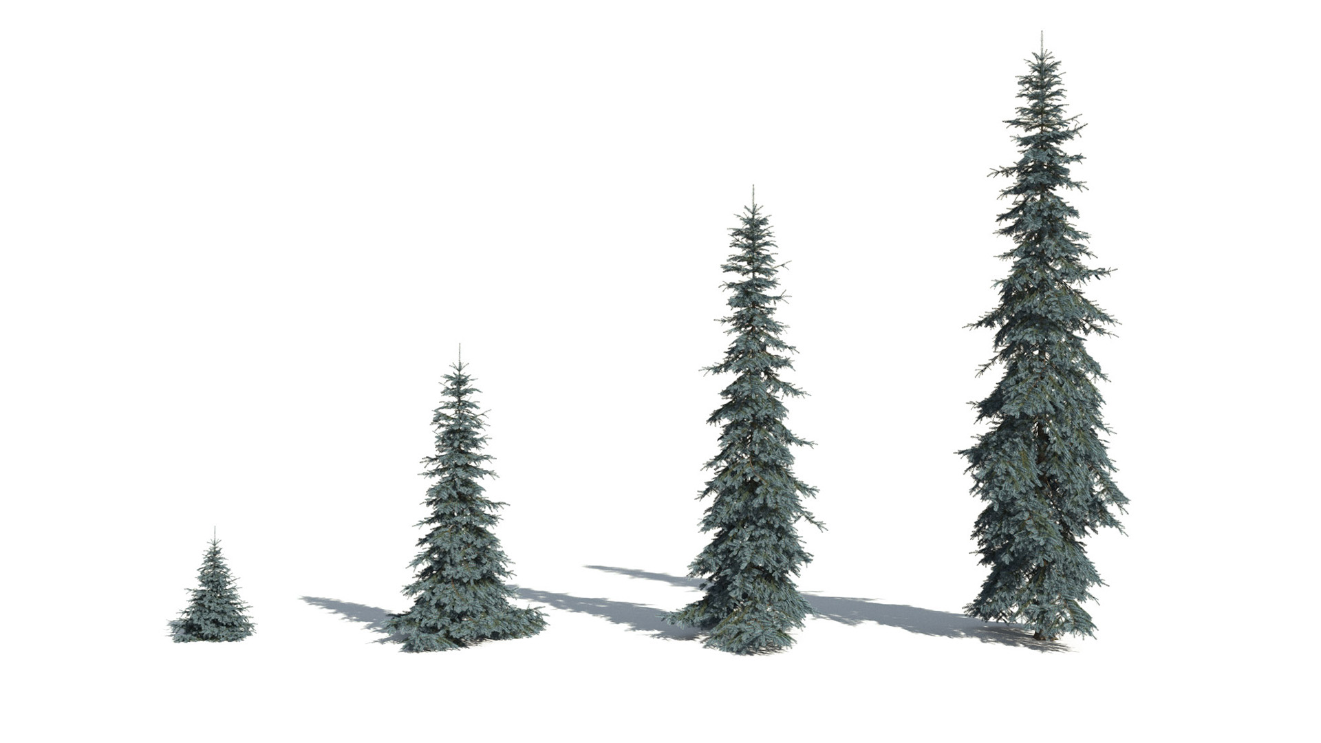 3D model of the Colorado Blue spruce Koster Picea pungens 'Koster' maturity variations