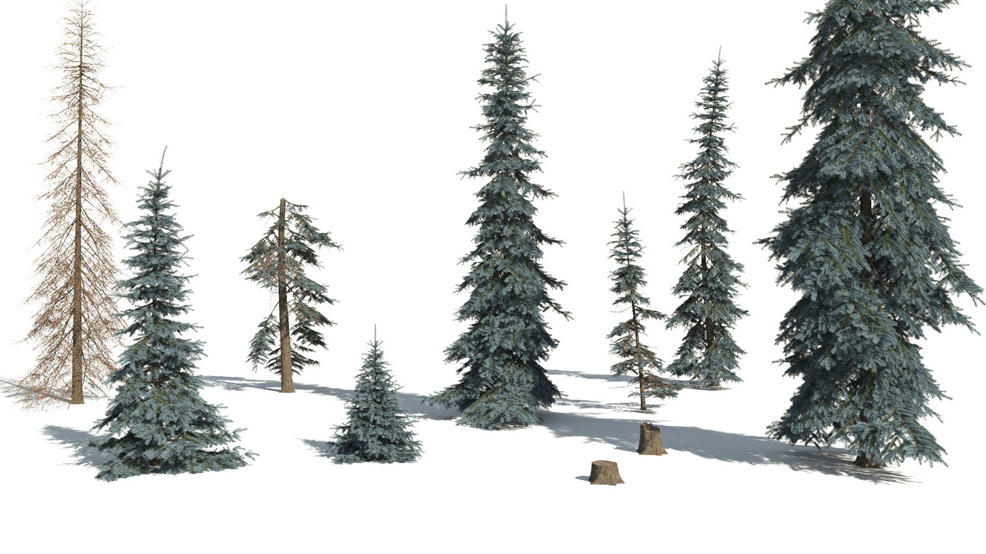 3D model of the Colorado Blue spruce Koster Picea pungens 'Koster' different presets