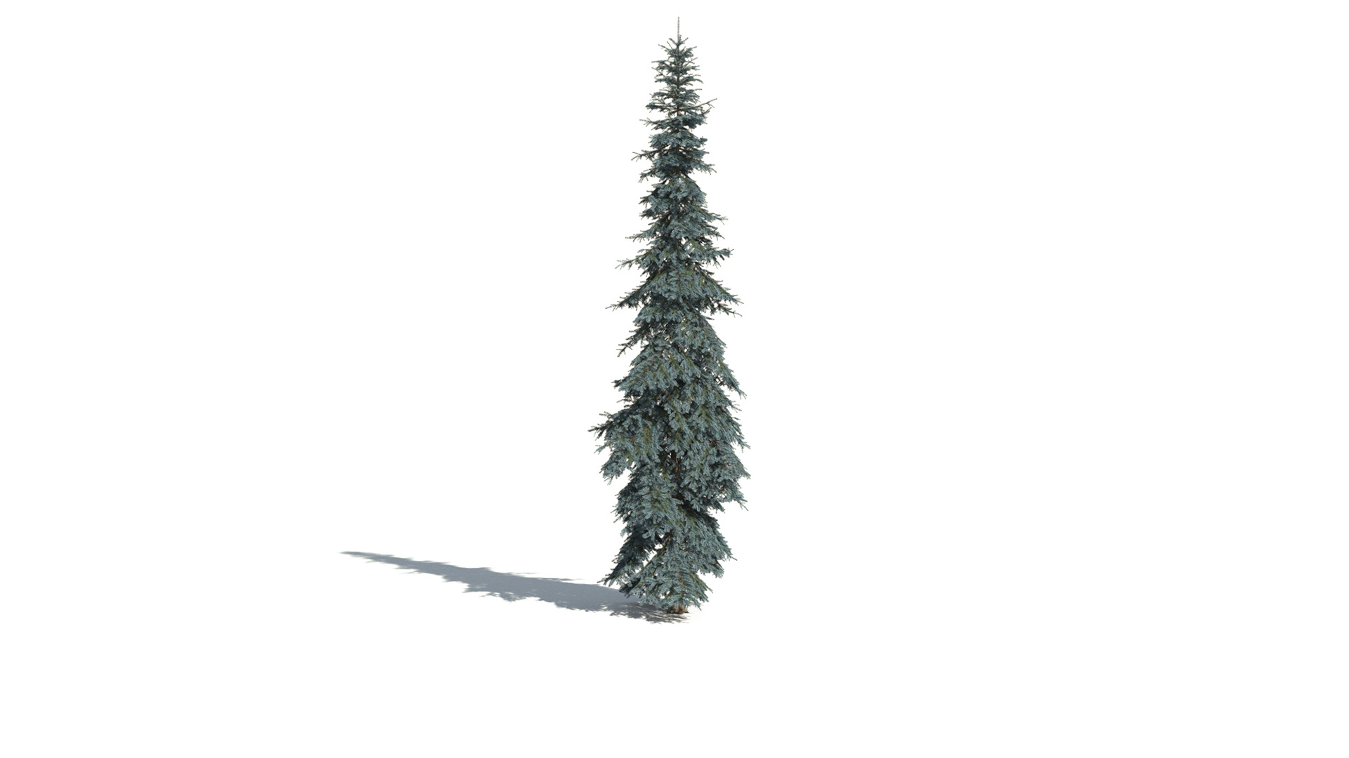 3D model of the Colorado Blue spruce Koster Picea pungens 'Koster'