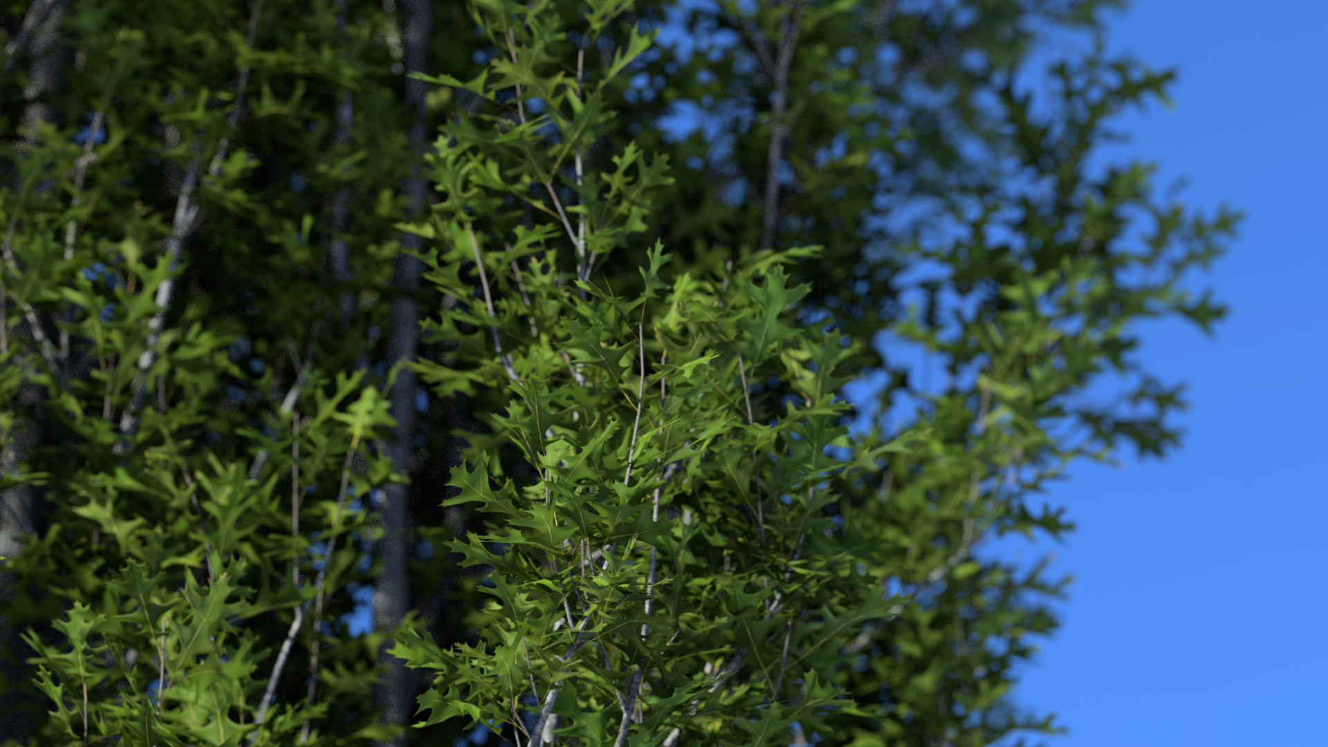 3D model of the Columnar swamp oak Quercus palustris 'Green Pillar'