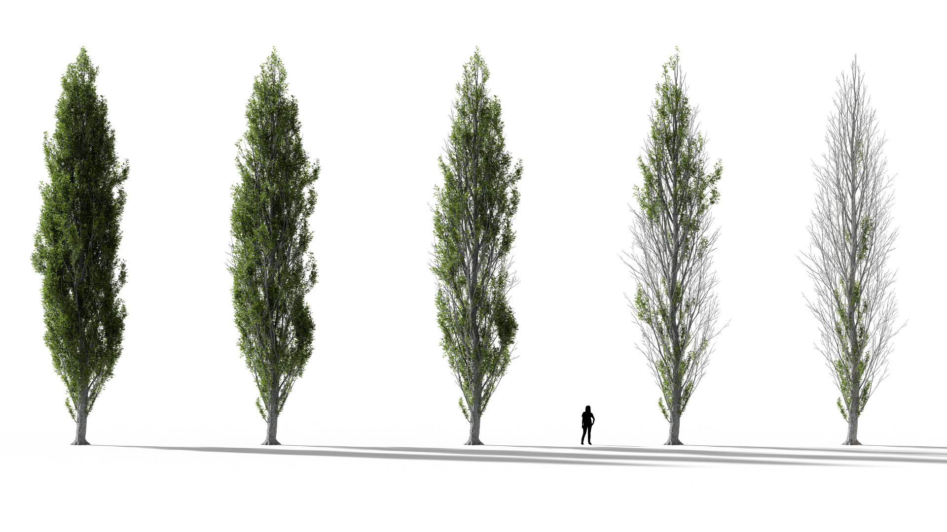 3D model of the Columnar swamp oak Quercus palustris 'Green Pillar' health variations