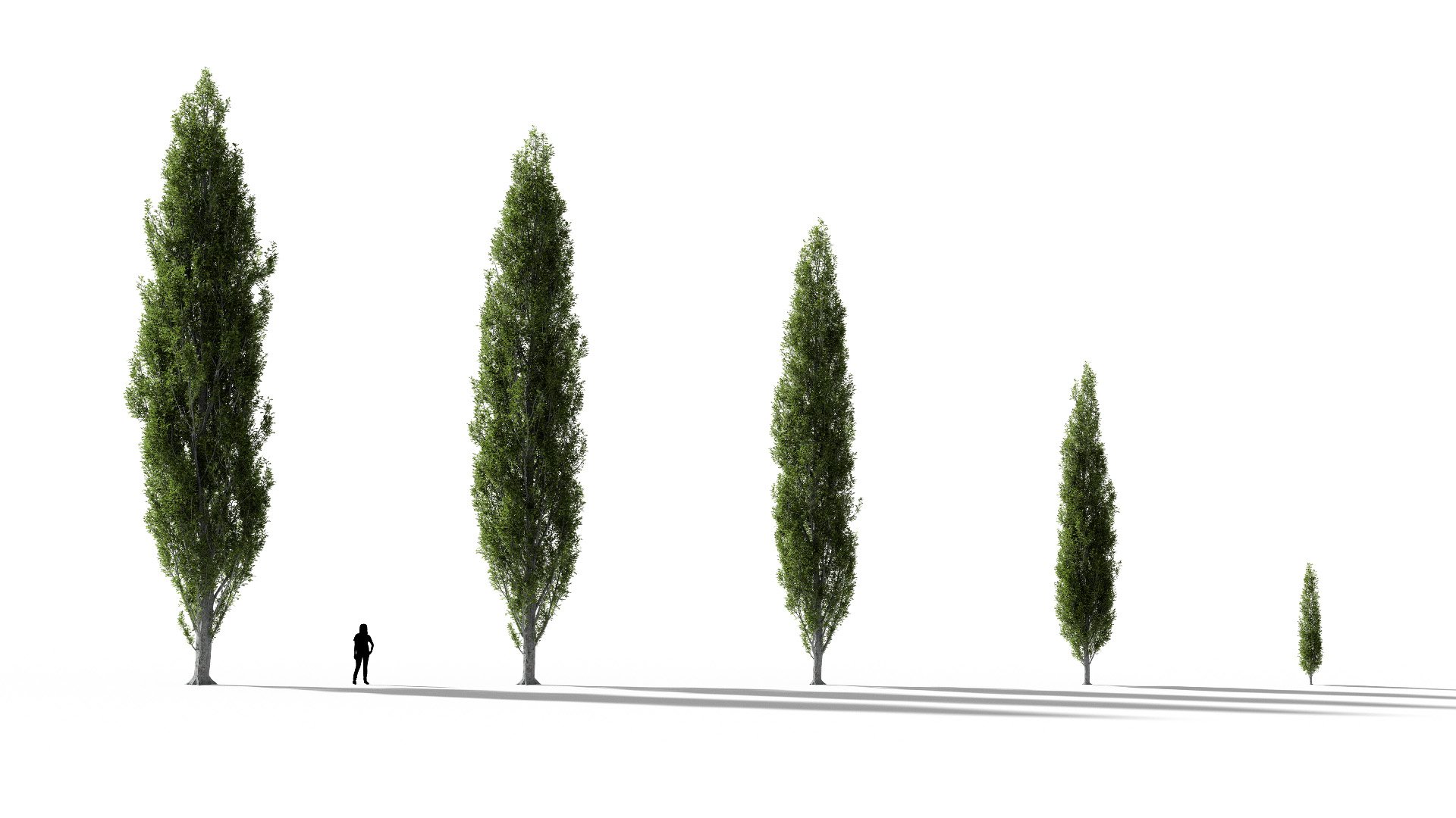 3D model of the Columnar swamp oak Quercus palustris 'Green Pillar' maturity variations