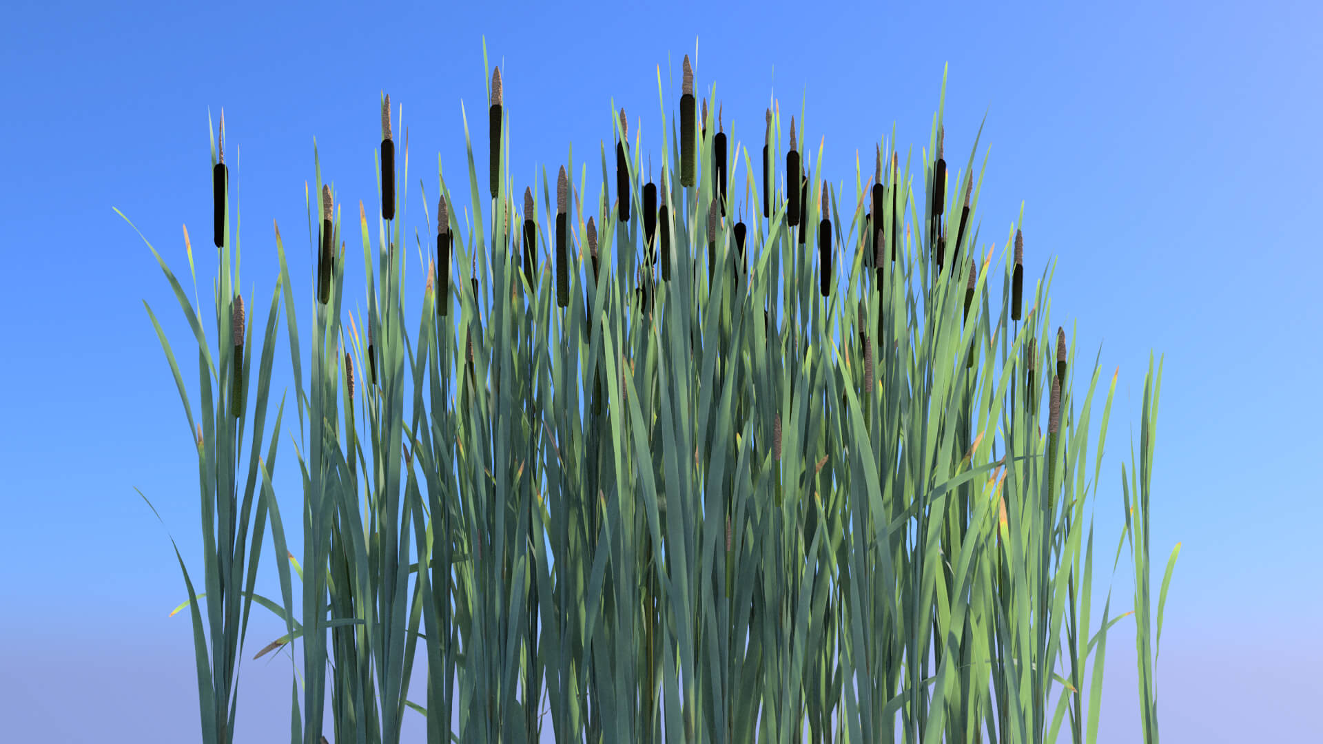 3D model of the Common cattail Typha latifolia close-up