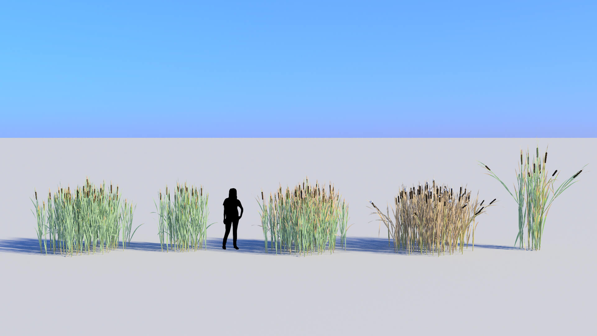 3D model of the Common cattail Typha latifolia