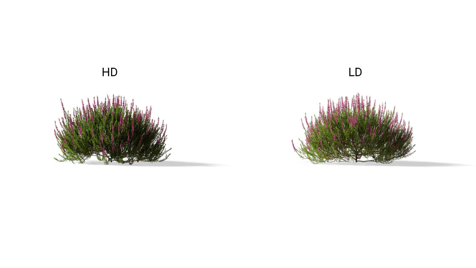 3D model of the Common heather dark pink Calluna vulgaris dark pink included versions