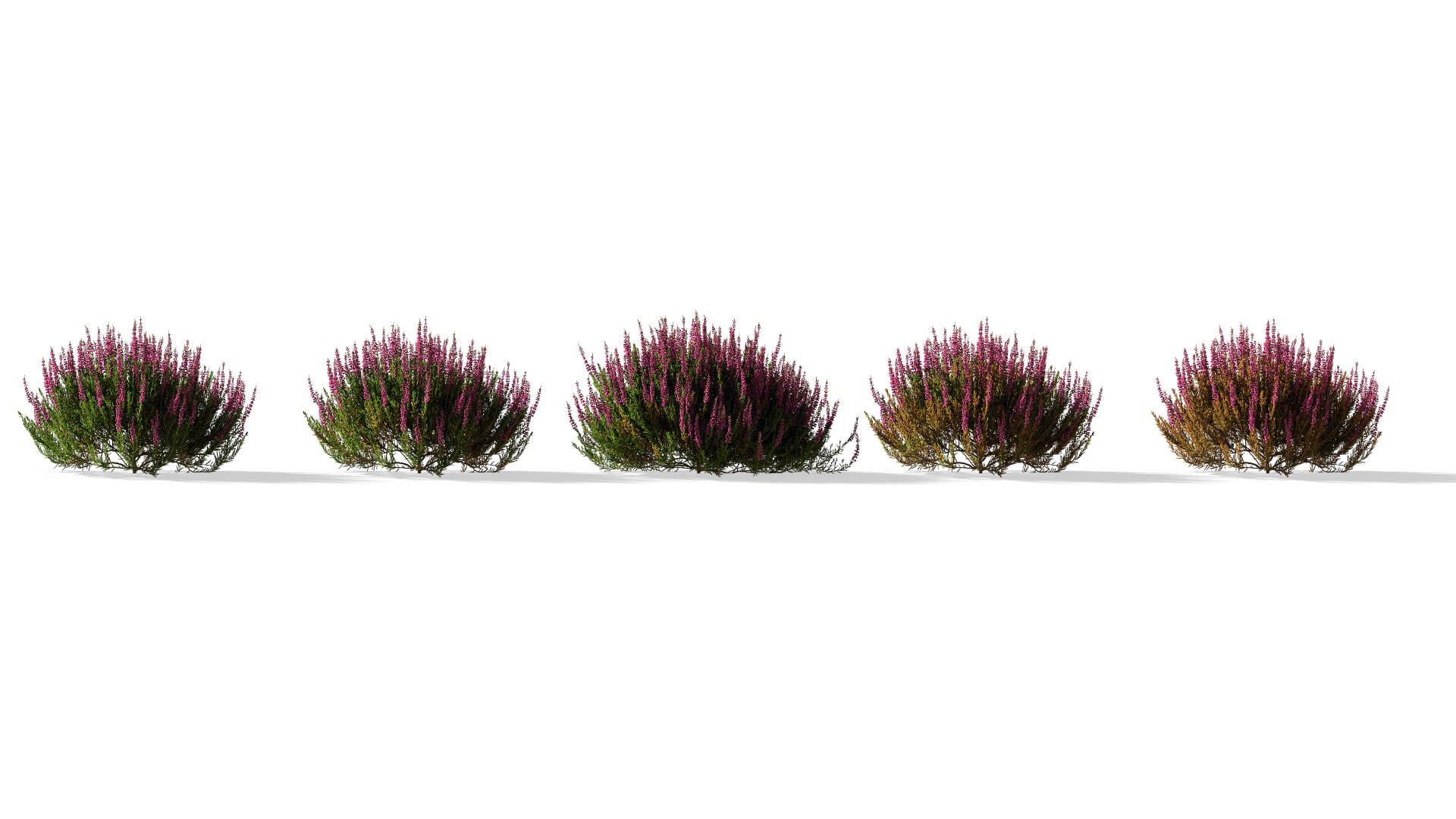 3D model of the Common heather dark pink Calluna vulgaris dark pink health variations