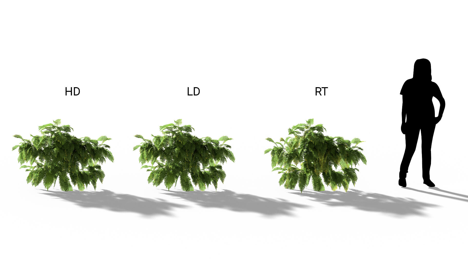 3D model of the Common polypody fern Polypodium vulgare included versions
