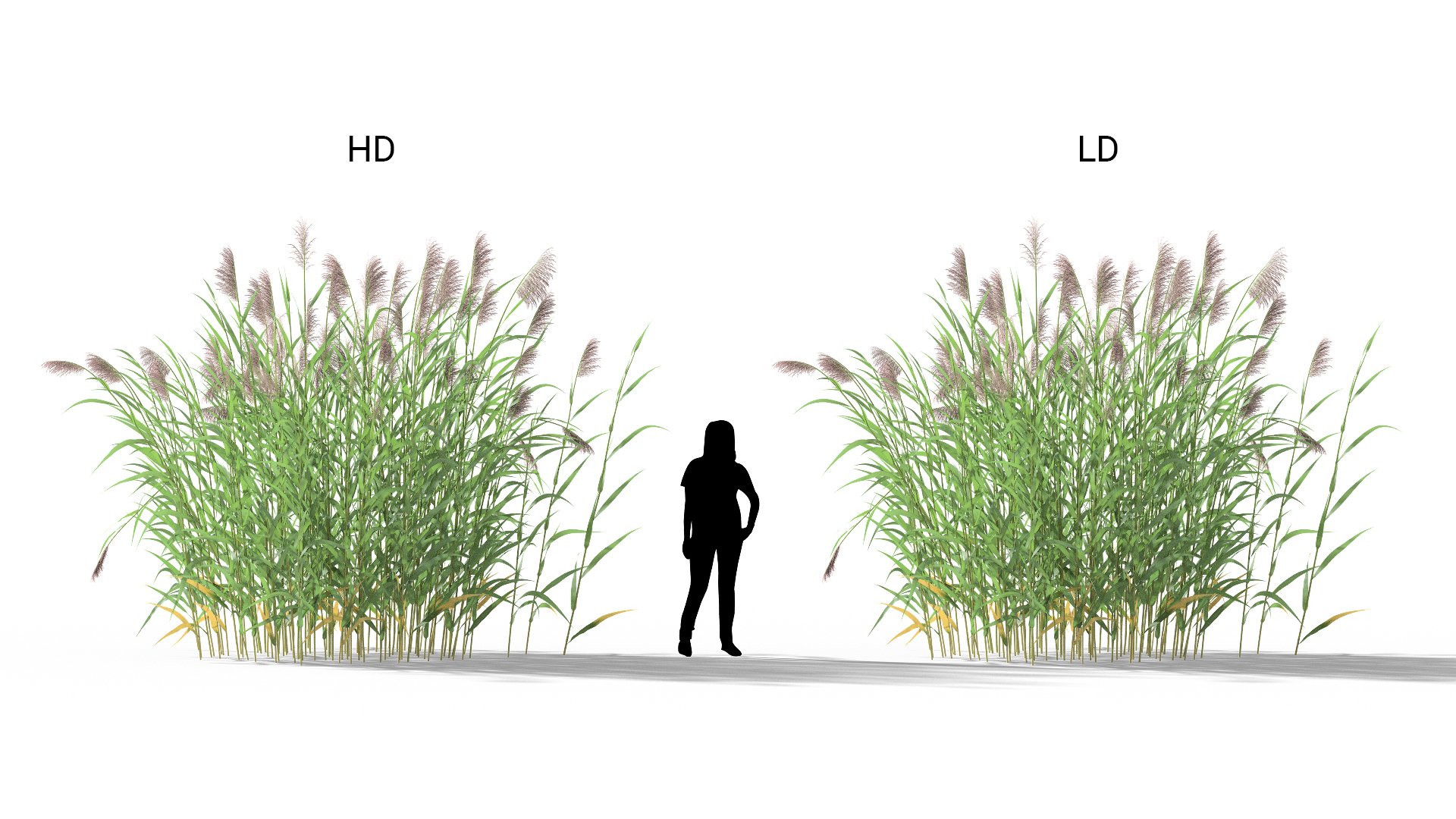 3D model of the Common reed Phragmites australis included versions