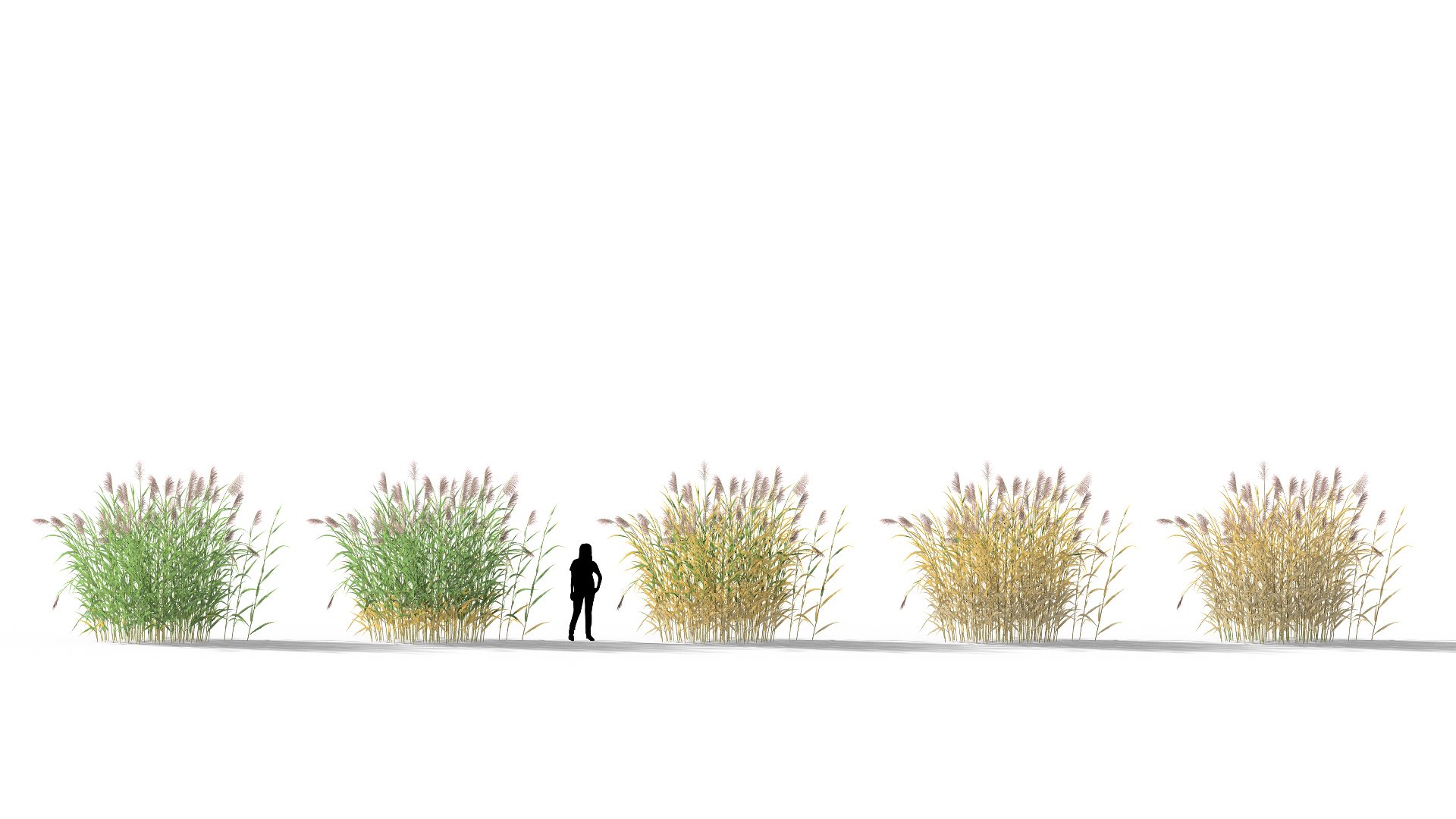 3D model of the Common reed Phragmites australis health variations
