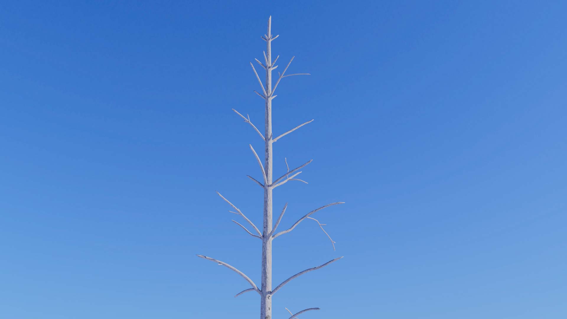 3D model of the Dead Lodgepole pine forest Pinus contorta dead forest close-up