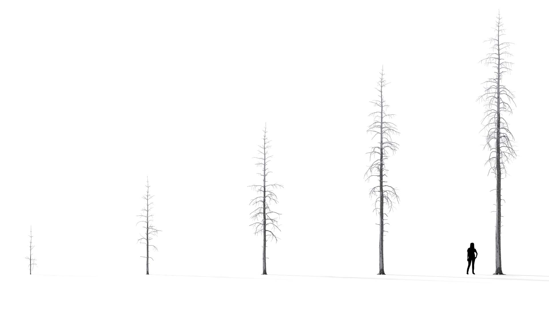 3D model of the Dead Lodgepole pine lone Pinus contorta dead lone maturity variations