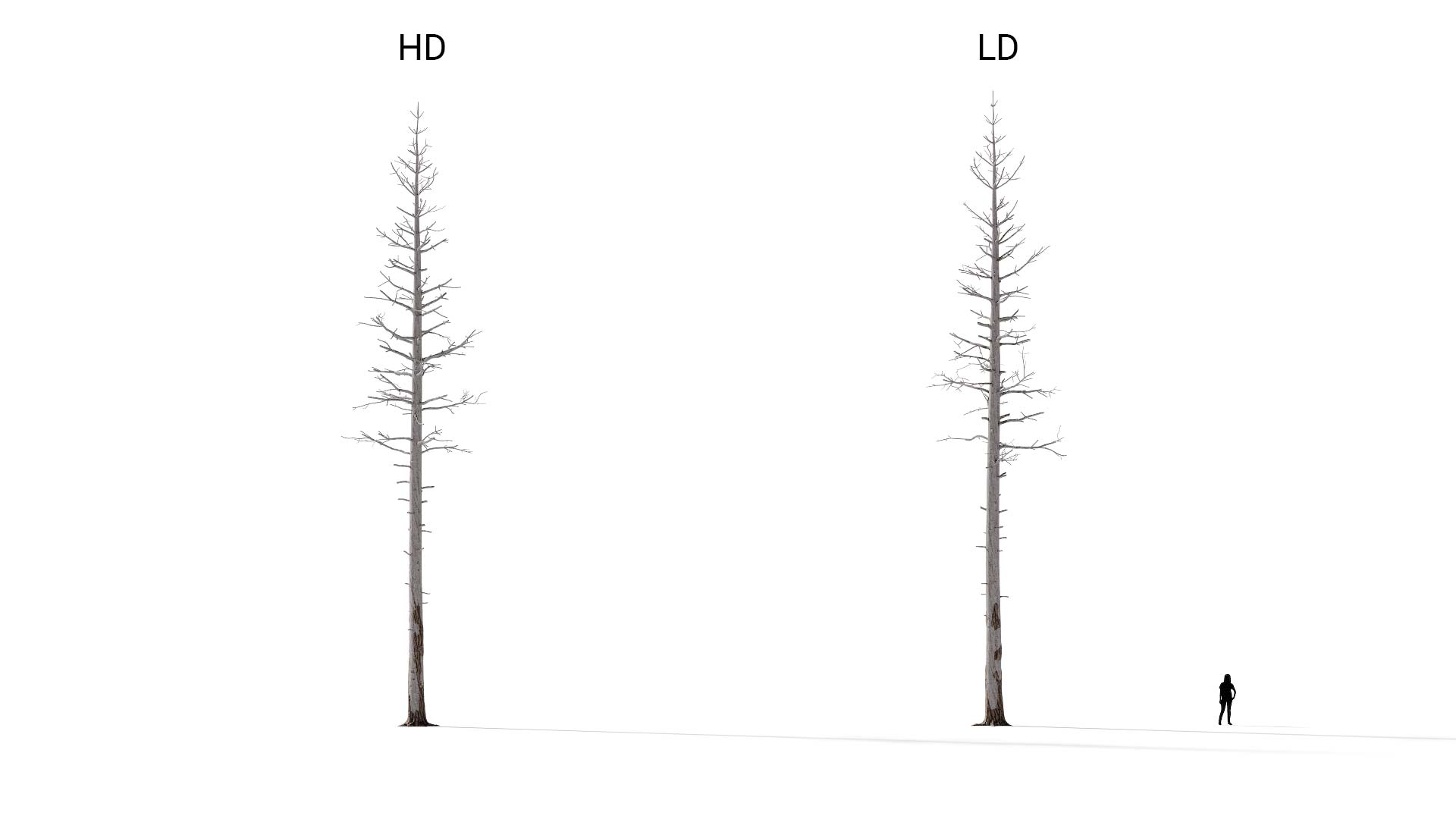 3D model of the Dead ponderosa pine forest Pinus ponderosa dead forest included versions