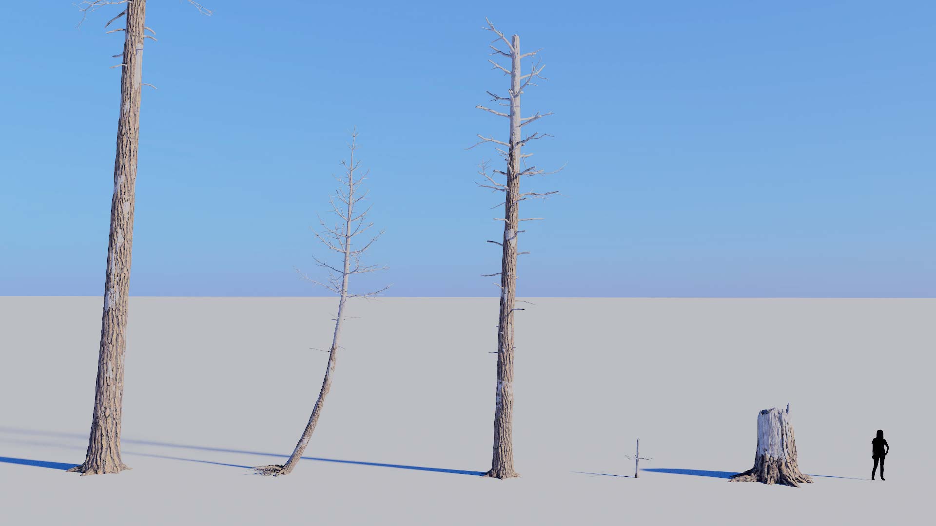 3D model of the Dead ponderosa pine forest Pinus ponderosa dead forest