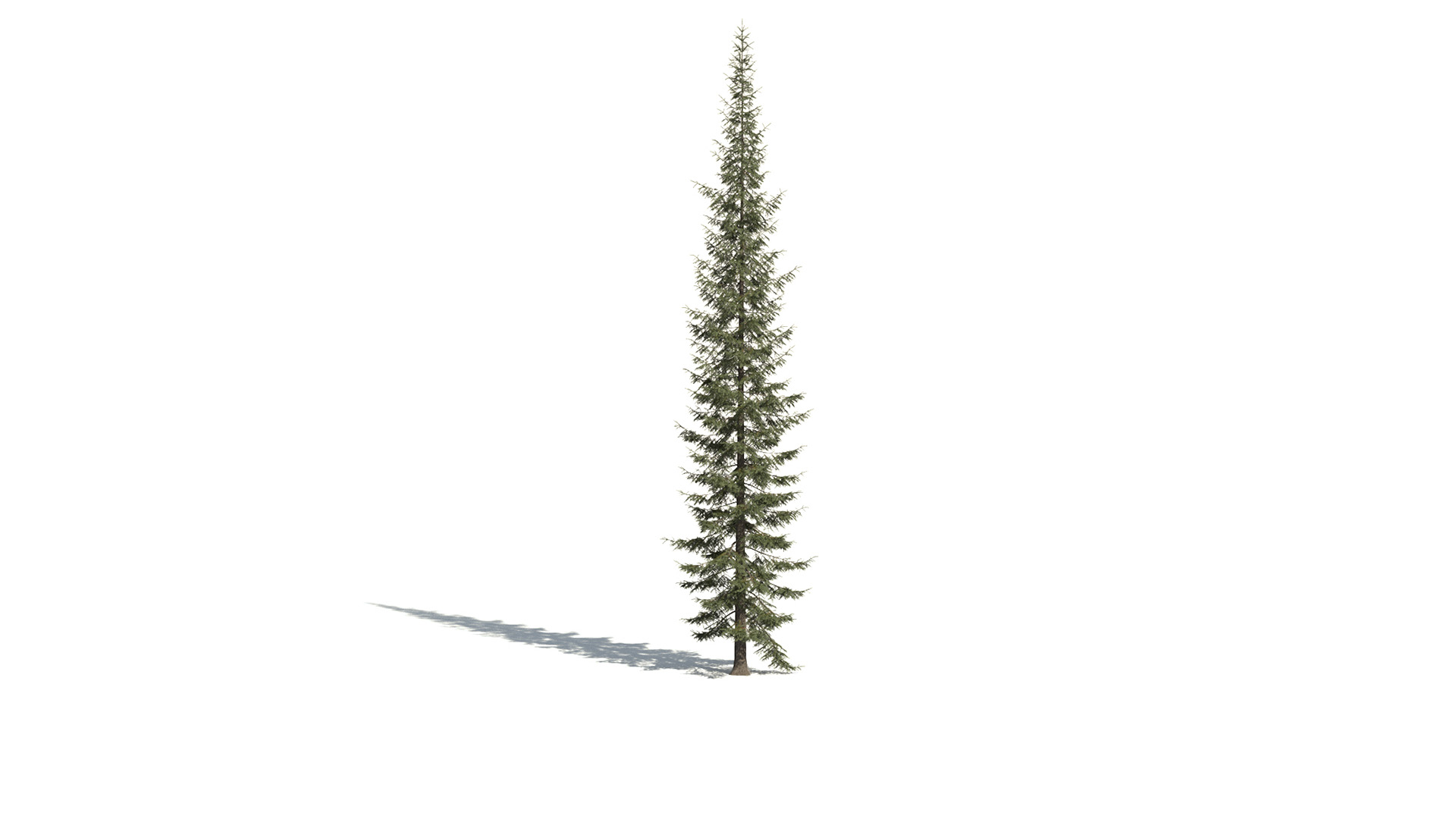 3D model of the Engelmann spruce Picea engelmannii