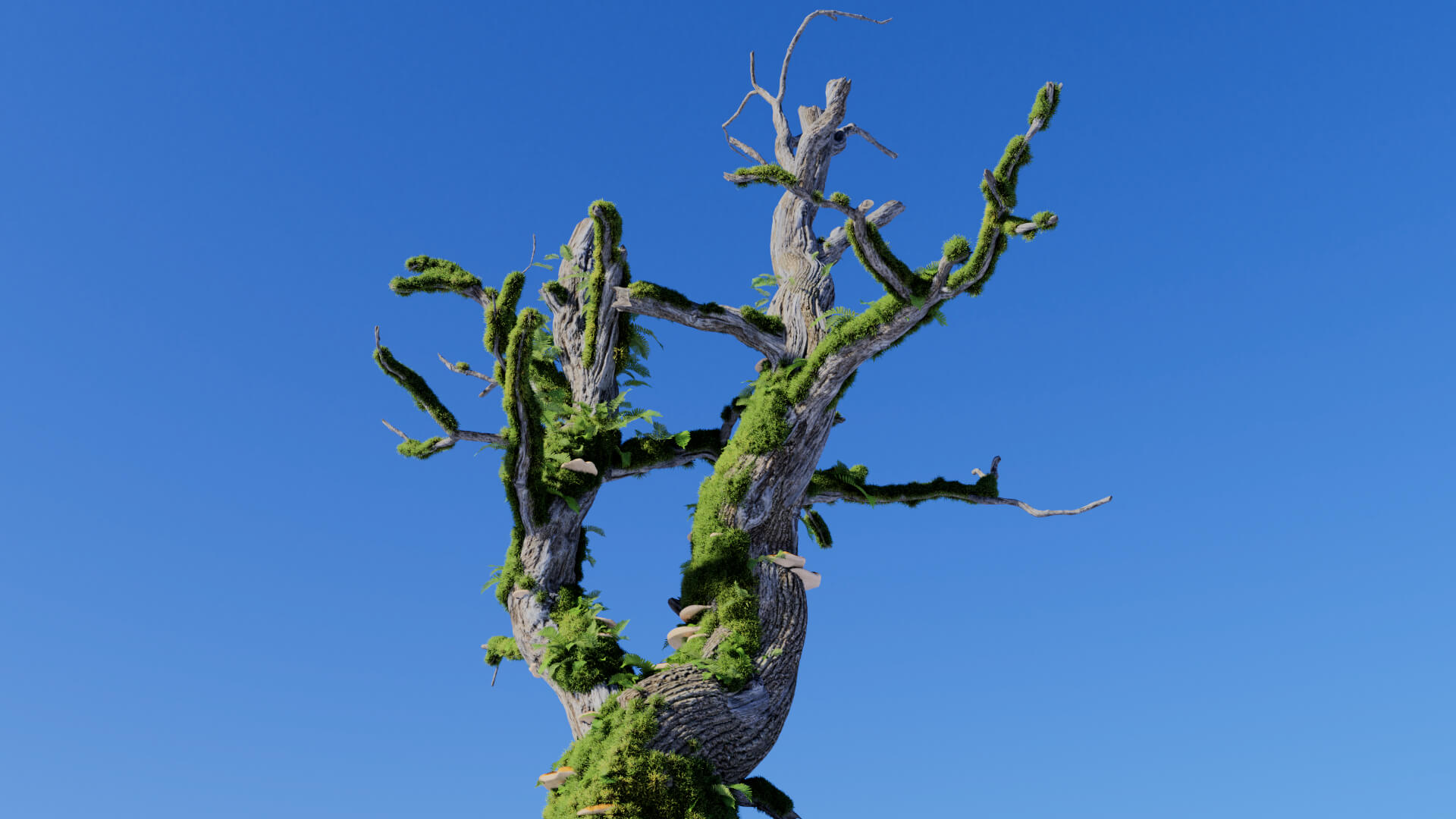3D model of the English oak dead colonised Quercus robur dead colonised