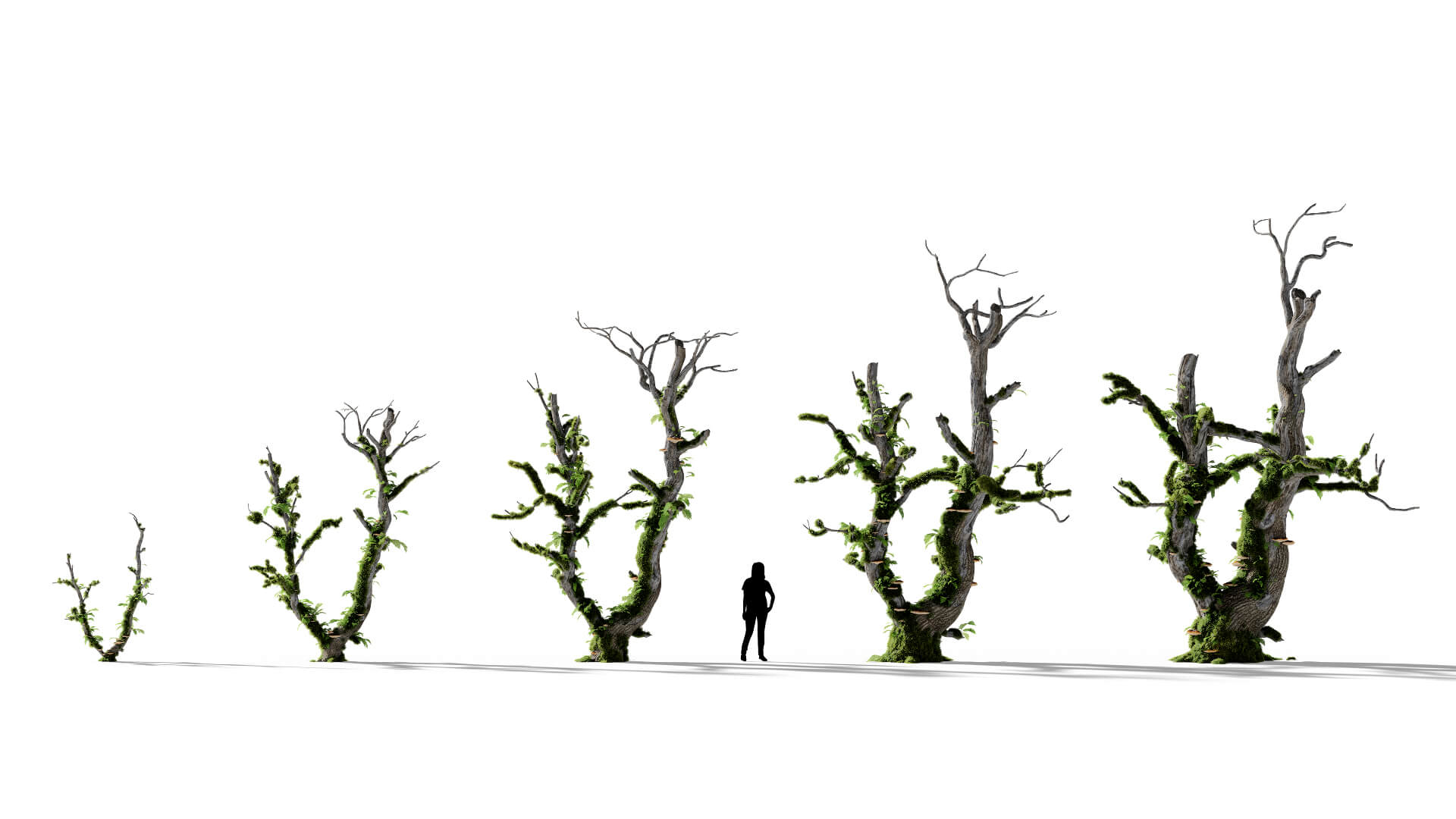 3D model of the English oak dead colonised Quercus robur dead colonised maturity variations