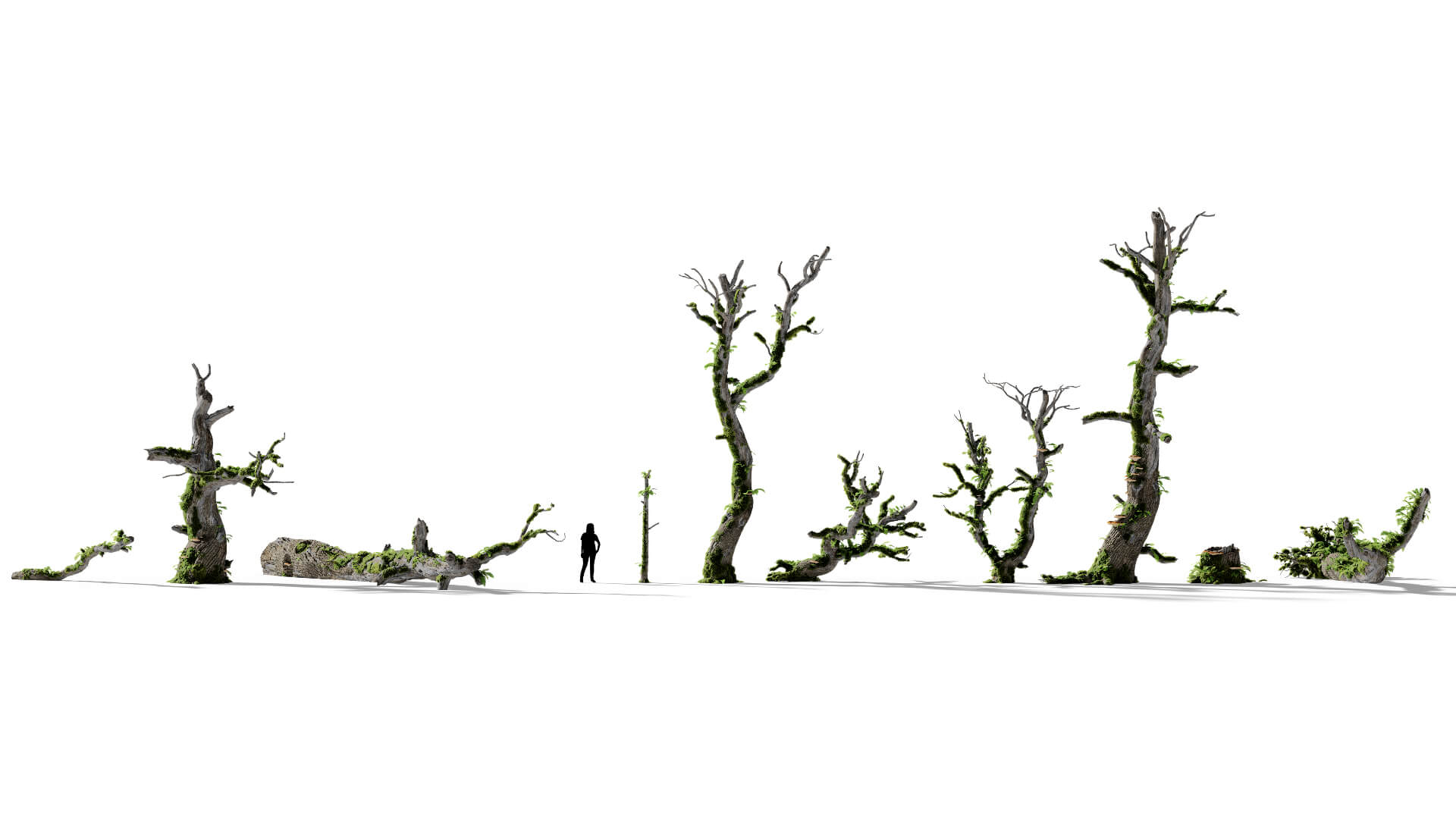3D model of the English oak dead colonised Quercus robur dead colonised different presets
