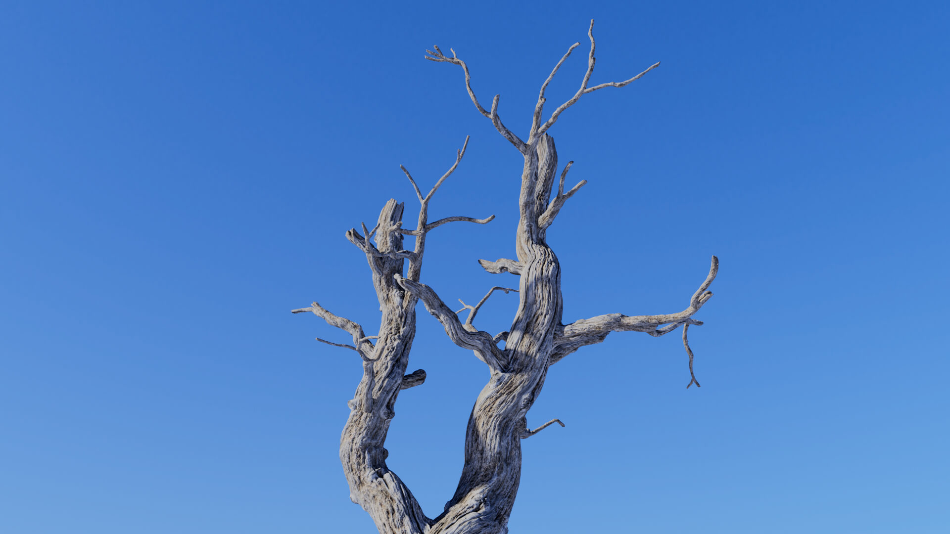 3D model of the English oak dead Quercus robur dead close-up